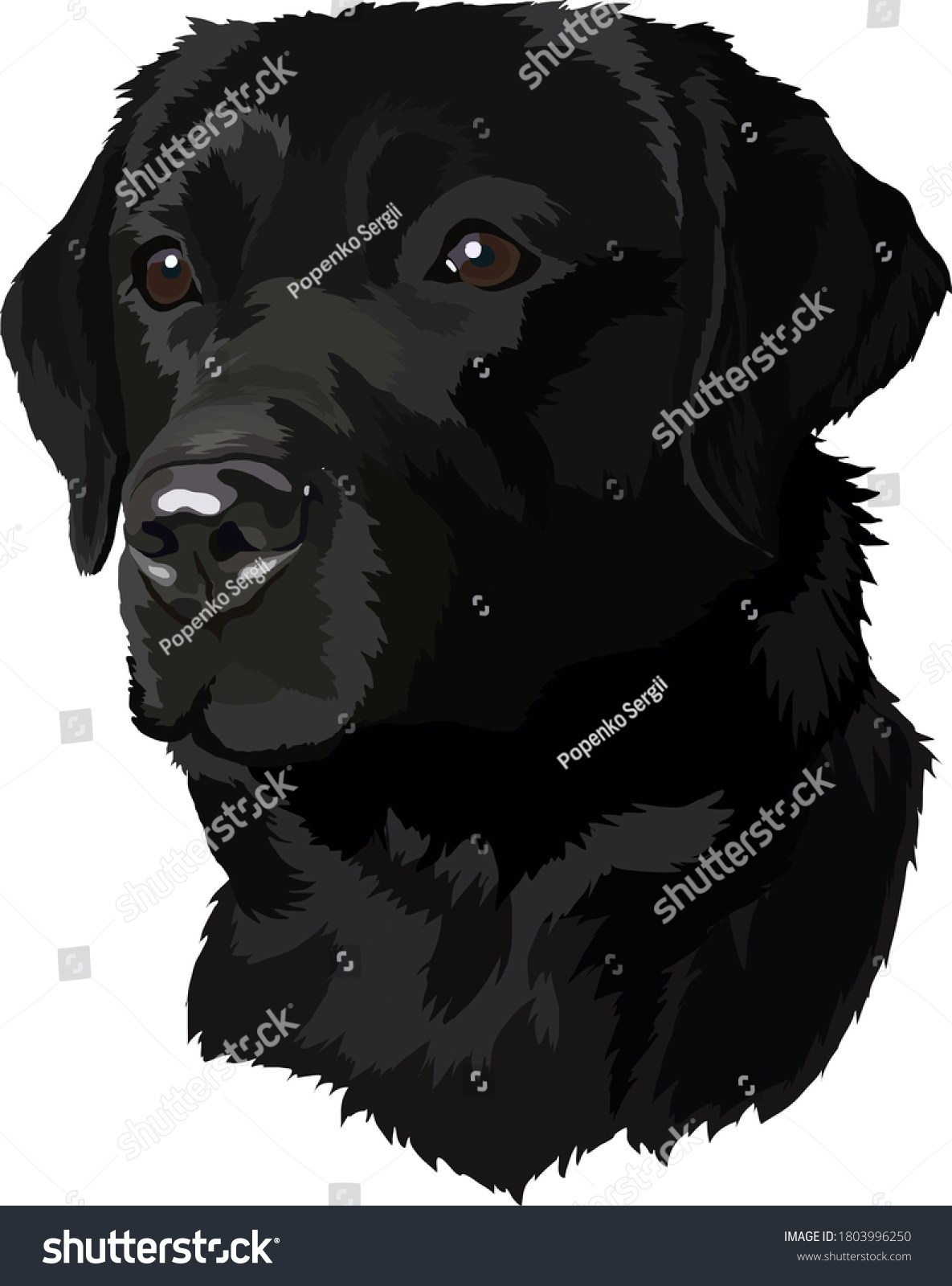 black labrador Head Vector Illustration - Royalty Free Stock Vector ...