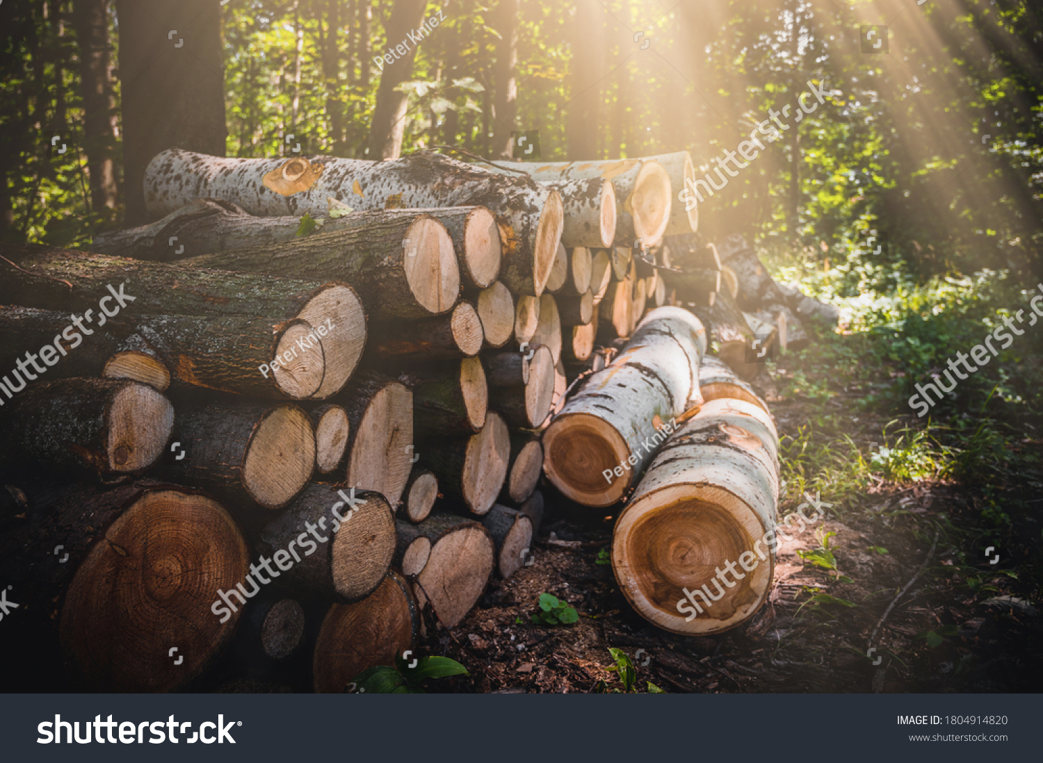 Log trunks pile, the logging timber forest wood industry. Banner or panorama of wood trunks timber harvesting in forest. Wood cutting in forest. #1804914820