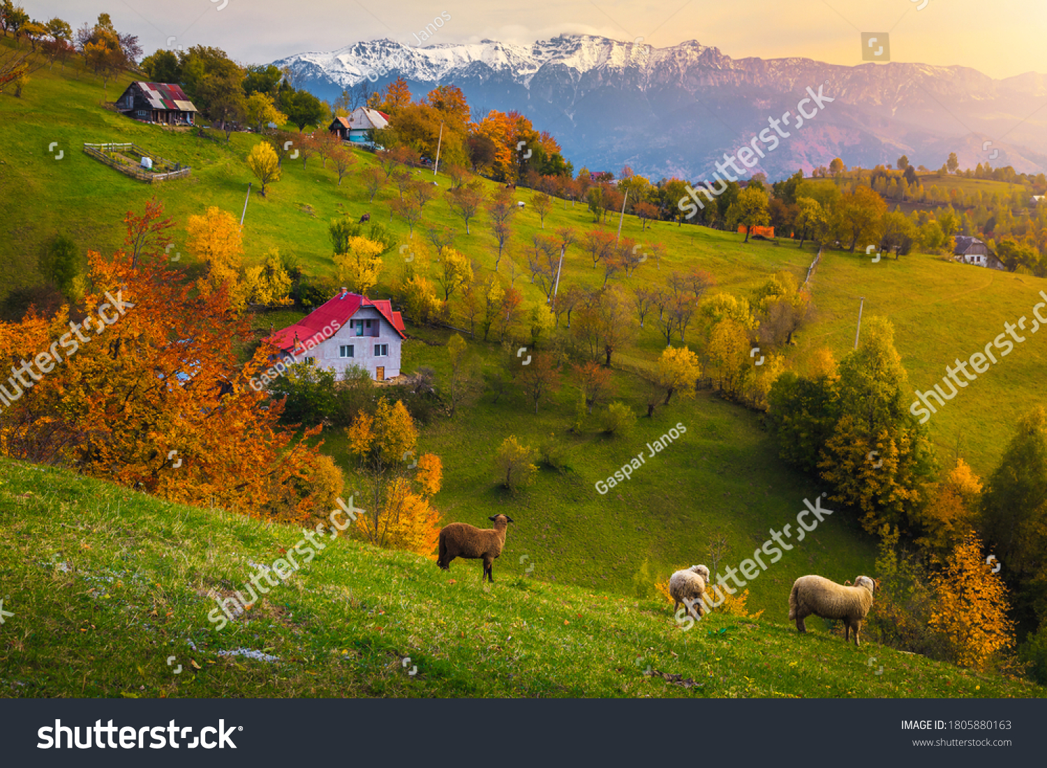 Idyllic autumn countryside landscape with grazing sheeps and snowy mountains in background. Colorful deciduous trees on the hills at sunset, Magura village near Brasov, Transylvania, Romania, Europe #1805880163