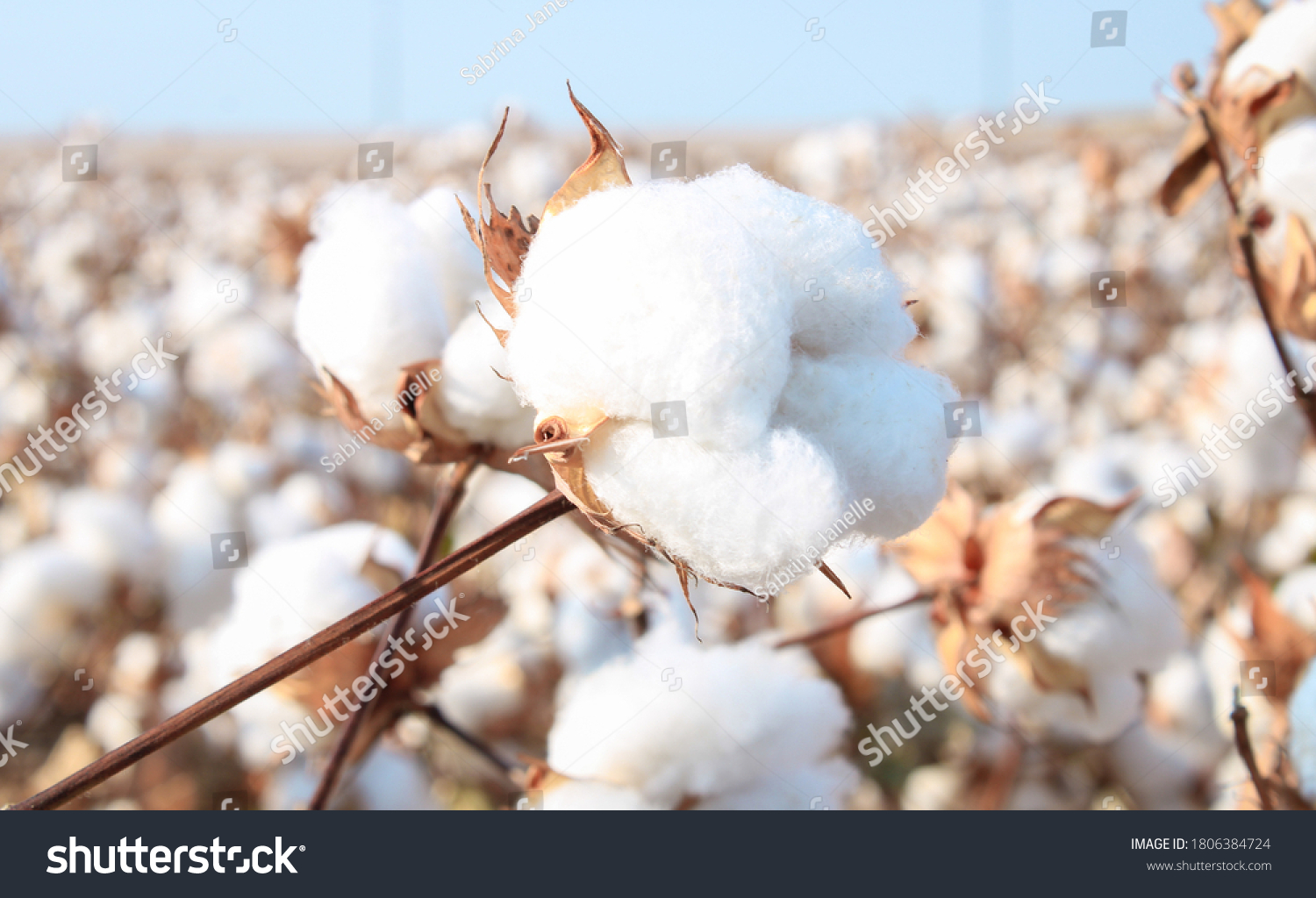 Cotton in a cotton field near Frost, Texas #1806384724