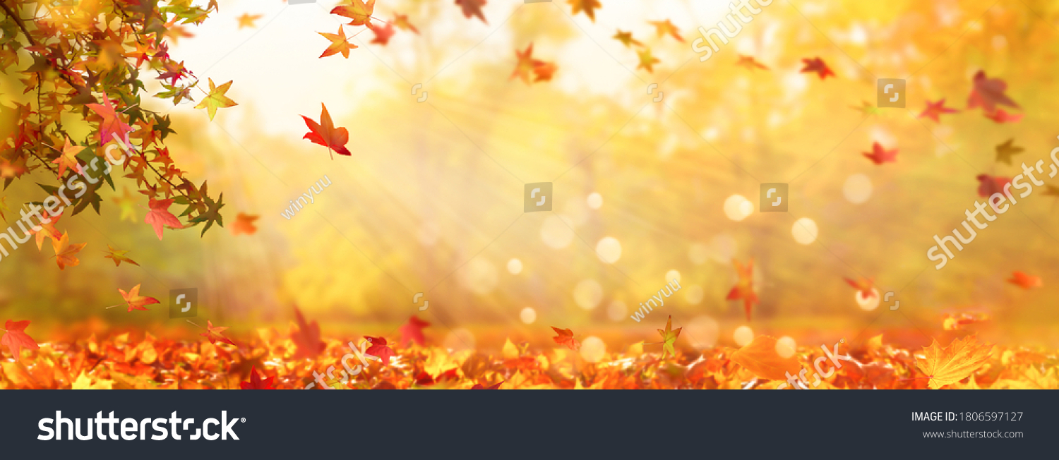 autumn tree in idyllic beautiful blurred autumn landscape panorama with fall leaves in sunshine, advertising space on leaf ground, day outdoors in golden october