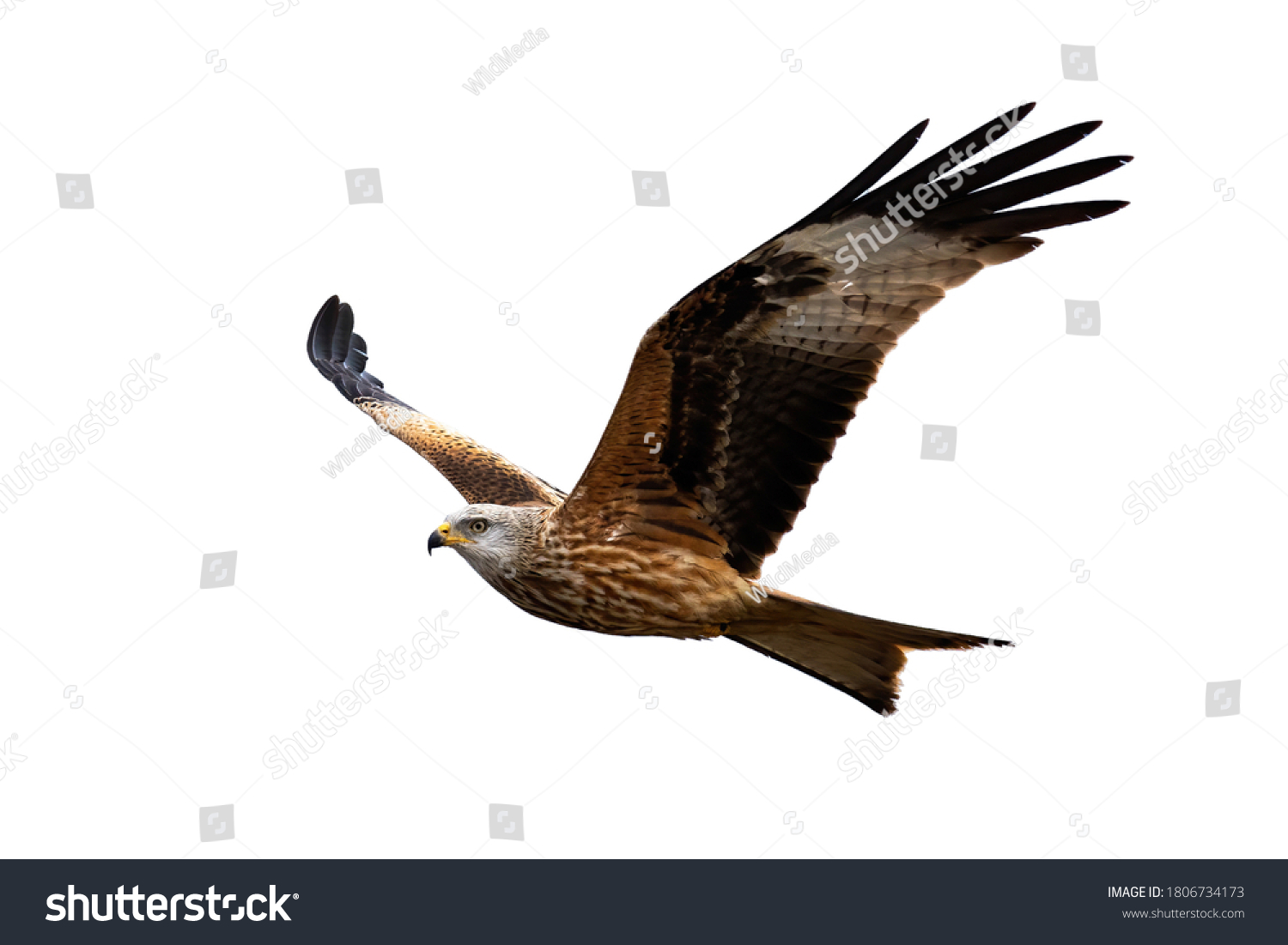 Majestic red kite, milvus milvus, in flight isolated on white background. Magnificent feathered predator with spread wings cut out on blank. Wild predator hovering in the air with empty backdrop. #1806734173