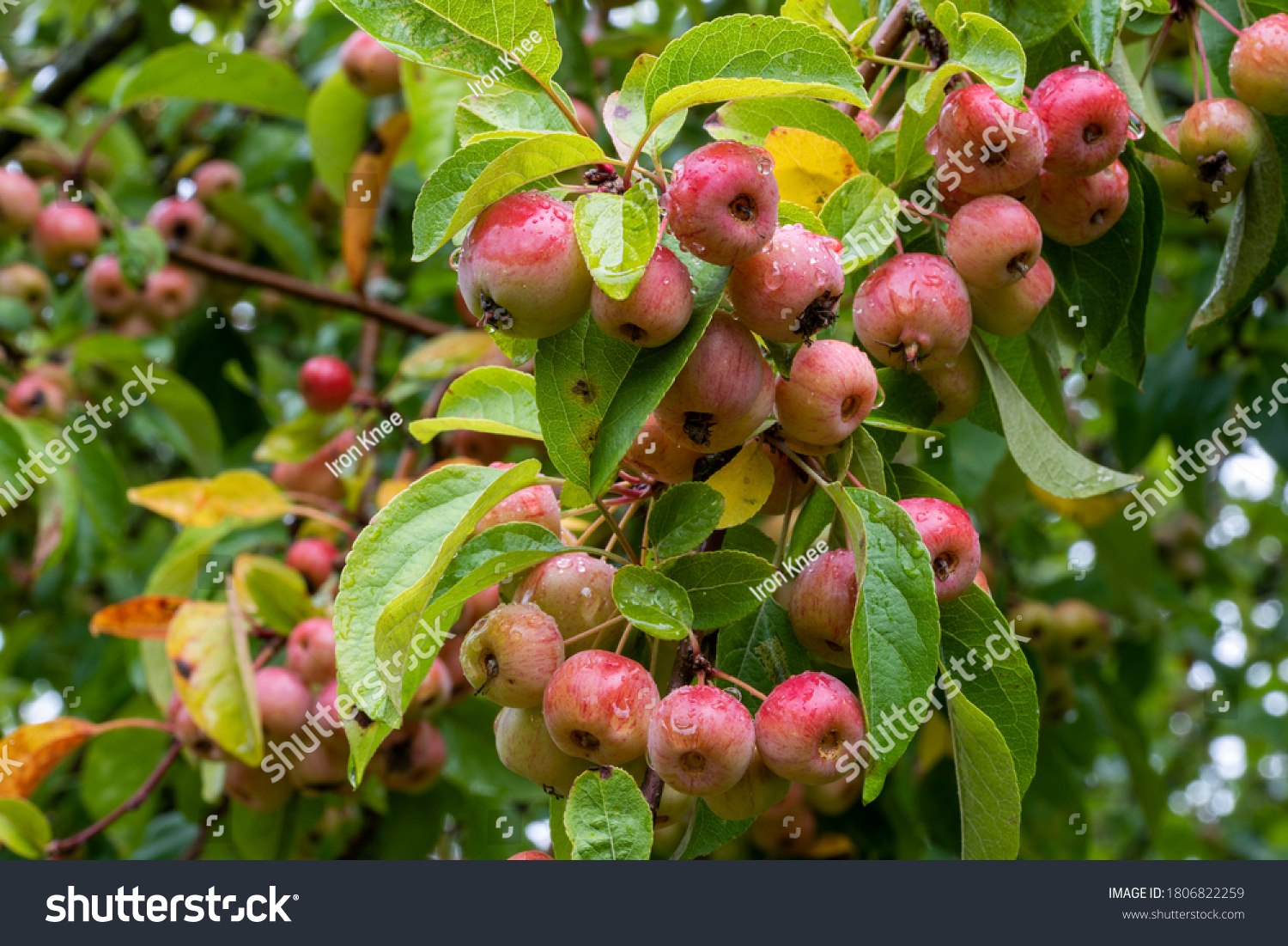Close up of red crab apples, Malus 'Evereste', amongst green leaves, wet with rain on tree branch. Fruits and green leaves blurred in the background. #1806822259