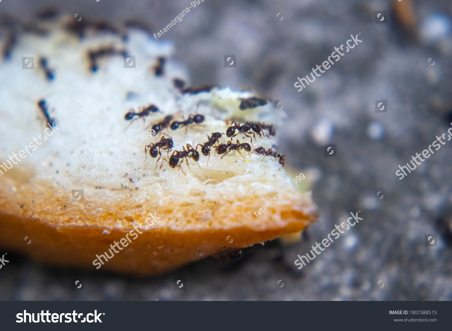closeup ants eating fresh baked bread #1807388515