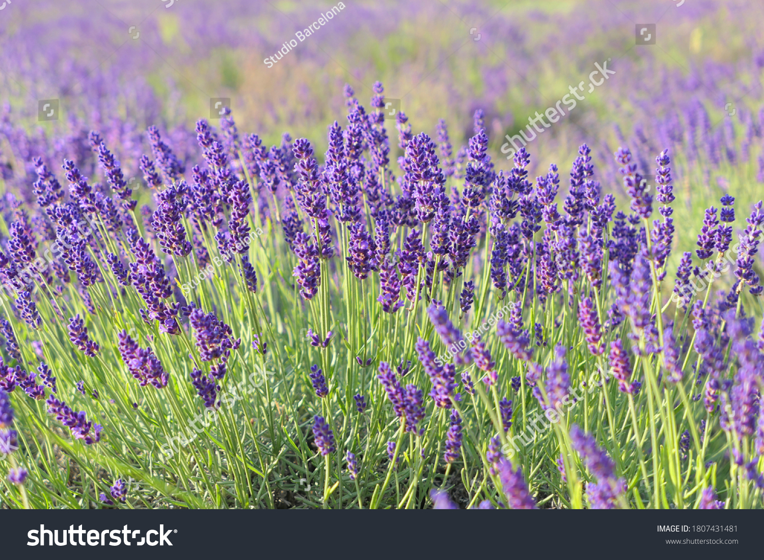 Lavender flowers field in summer. Selective focus. #1807431481