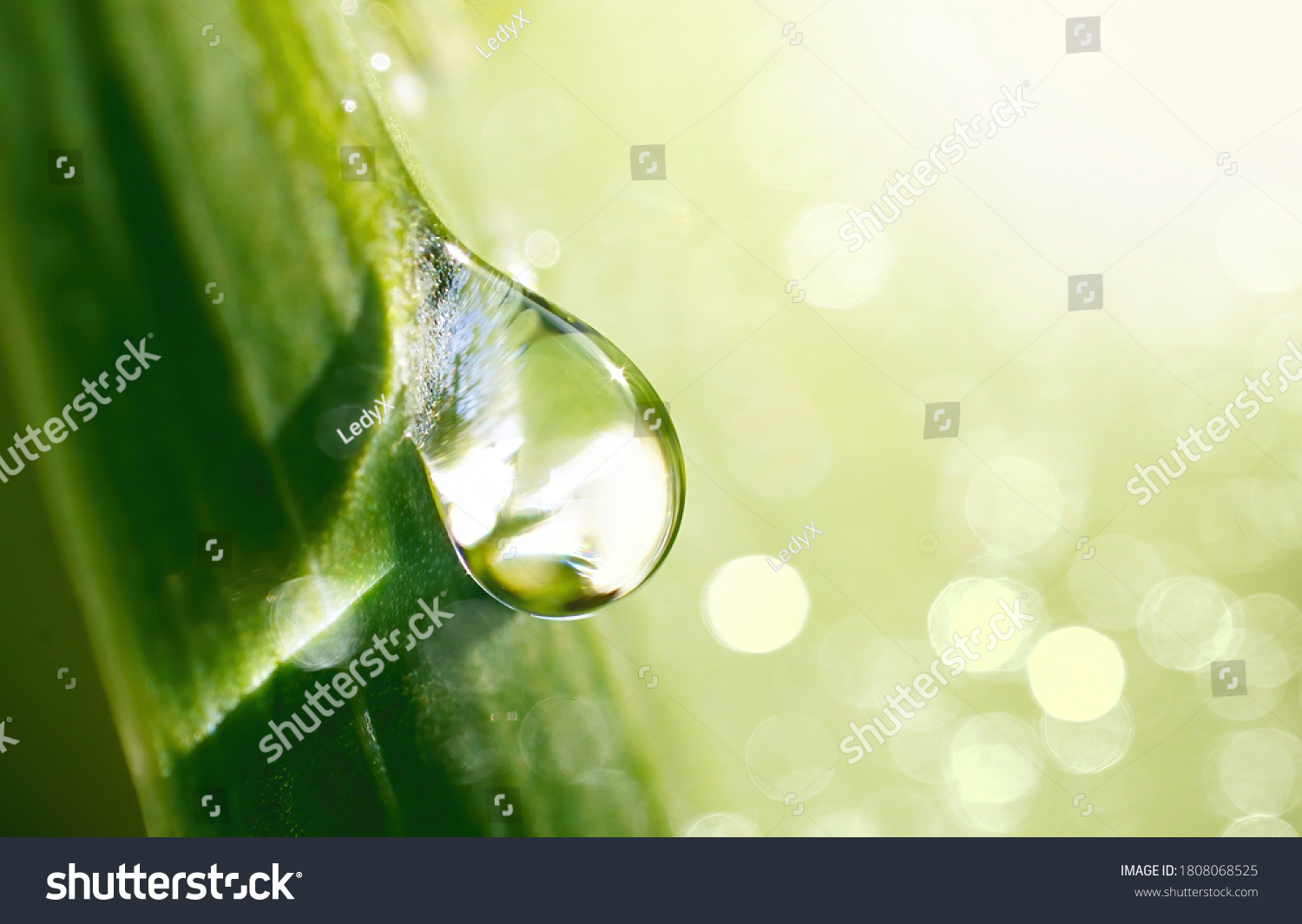 Beautiful water drop sparkle in sun on grass in sunlight, close-up macro. Big droplet of morning dew outdoor, beautiful round bokeh. Amazing artistic image of purity of nature. #1808068525