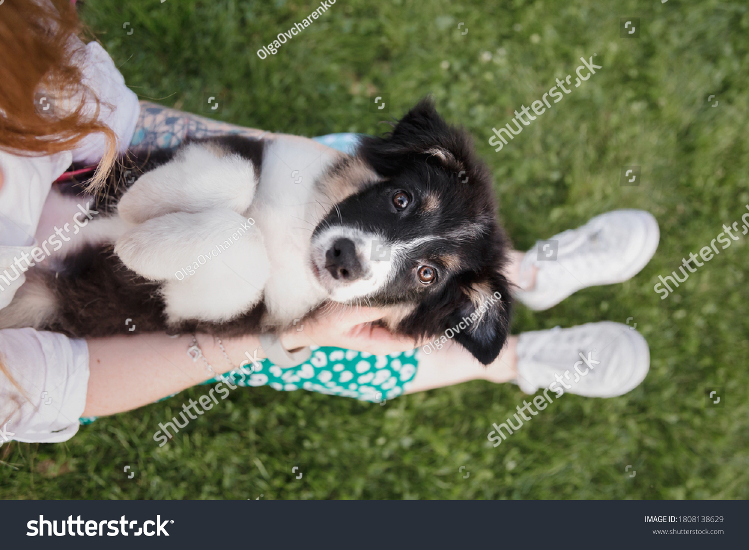 Little dog with owner spend a day at the park playing and having fun #1808138629