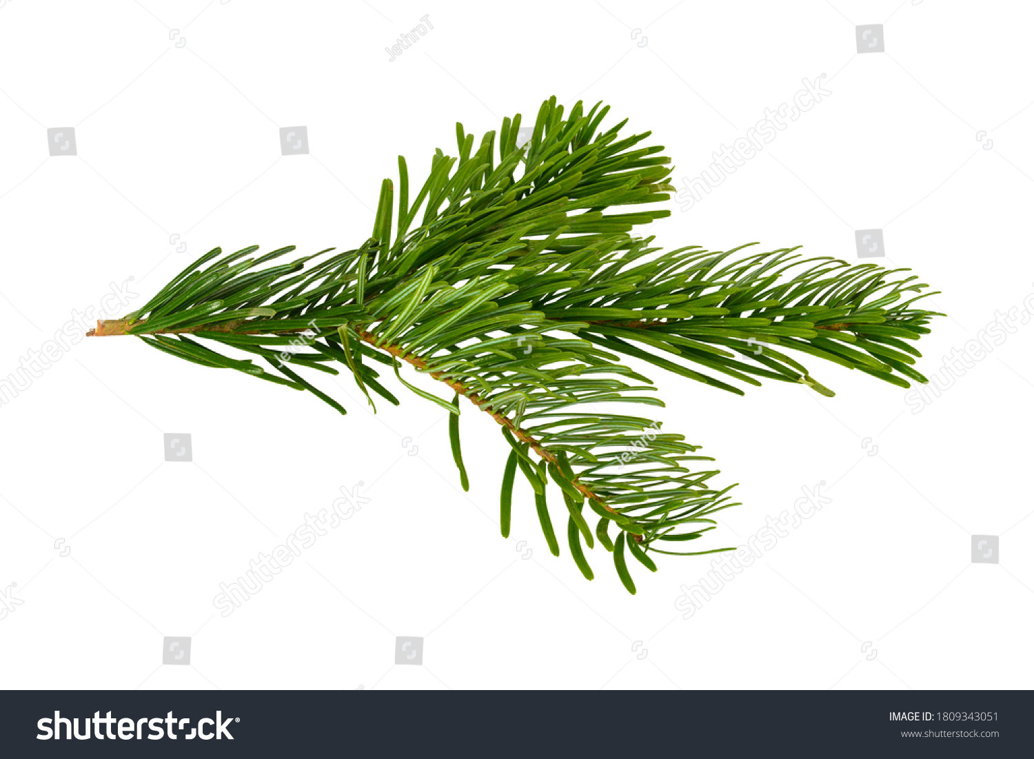 Branch of Nordmann Fir Christmas Tree. Green spruce or pine branch with needles. Isolated on white background. Closeup top view. #1809343051