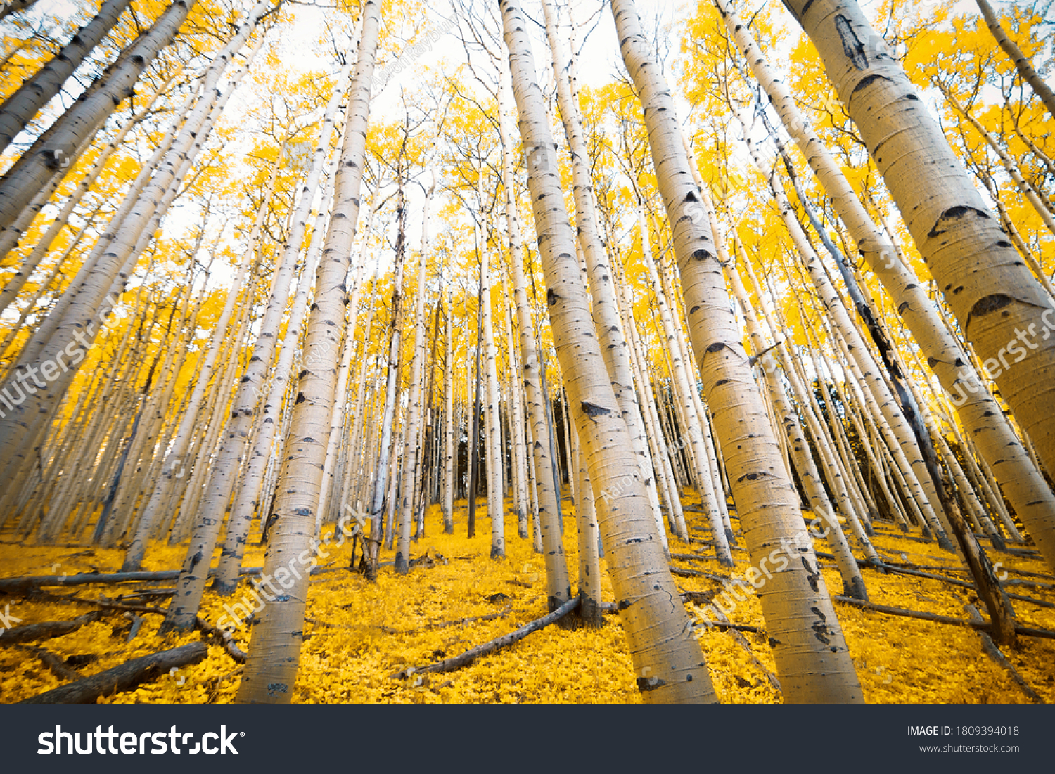 Aspen trees with golden yellow fall colors in the autumn mountains of Flagstaff, Arizona on the Inner Basin Trail #1809394018