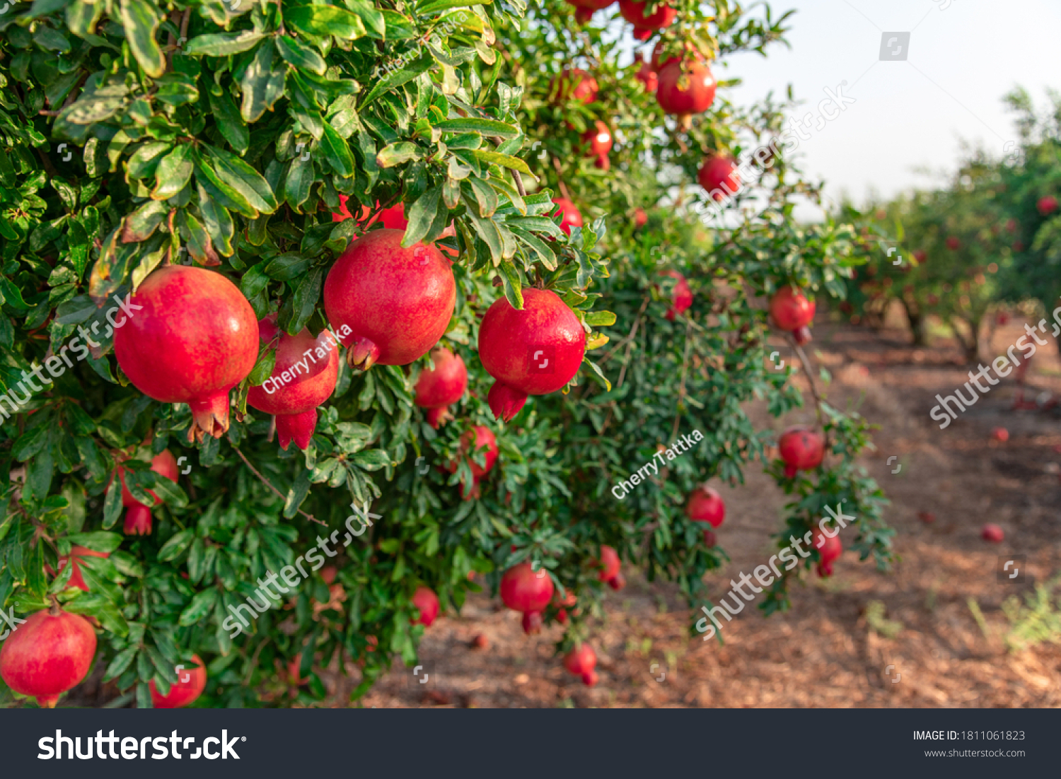pomegranate on the tree. Rosh Hashanah symbol #1811061823