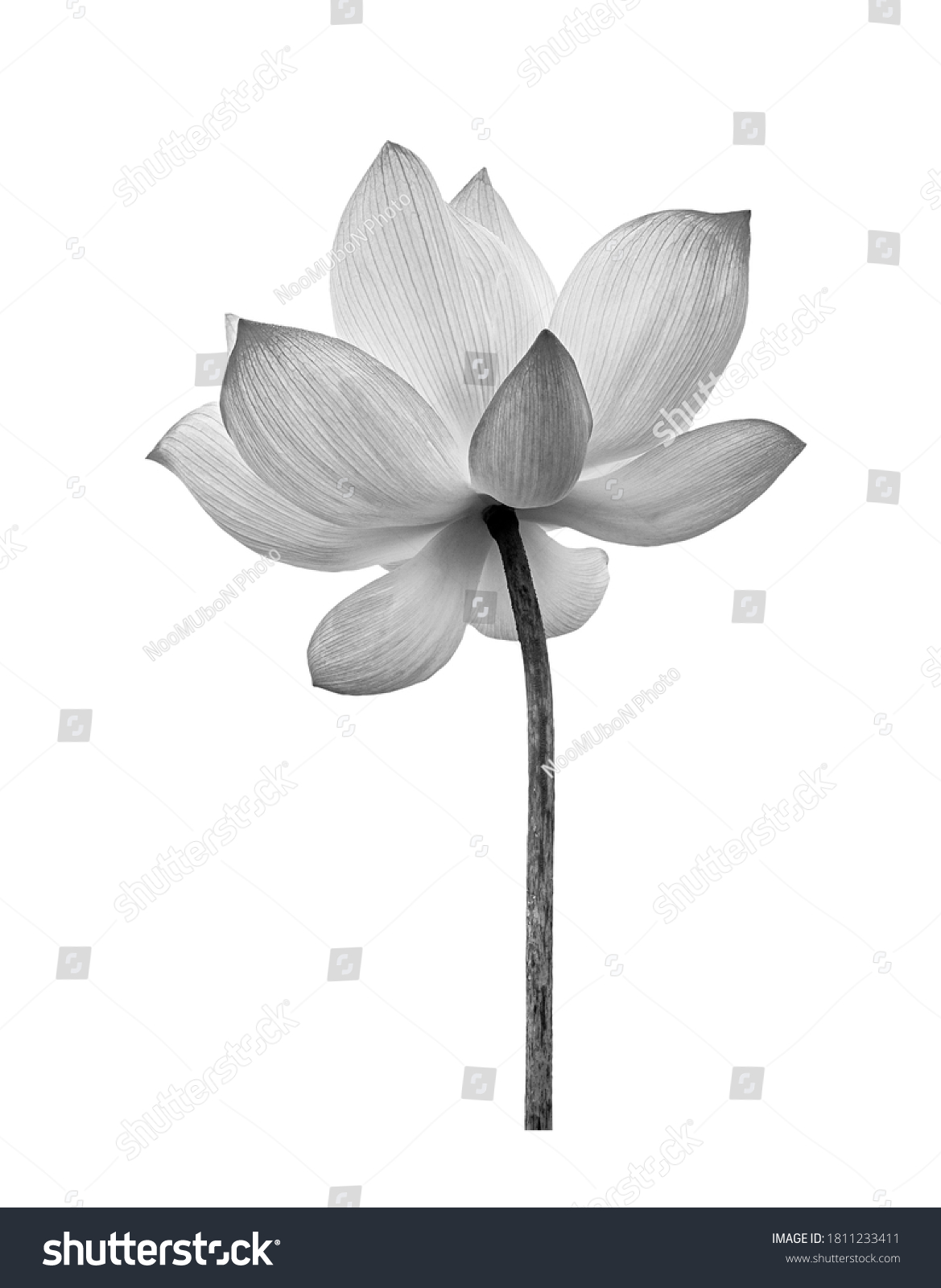 Black white Lotus flower isolated on white background. File contains with clipping path so easy to work. #1811233411