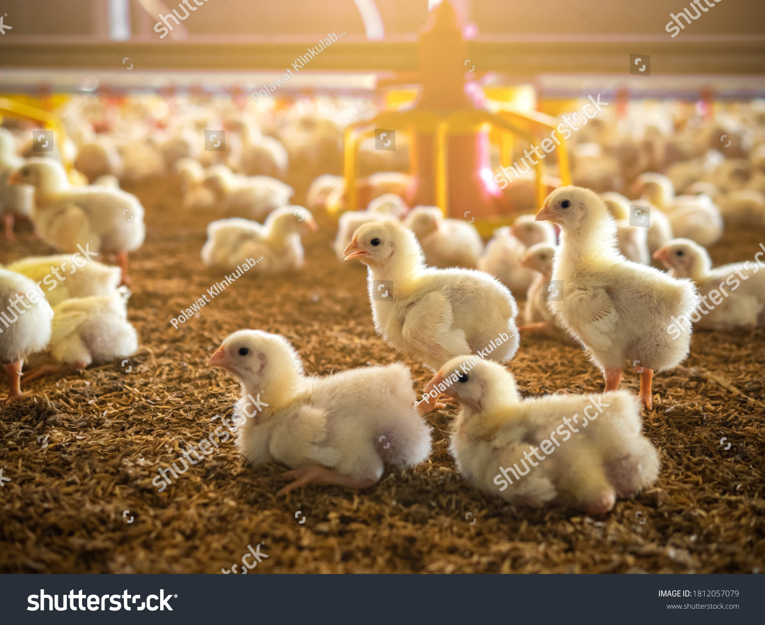 The little chickens in the smart farming. The animals farming business with feeding automation supply picture with yellow light #1812057079