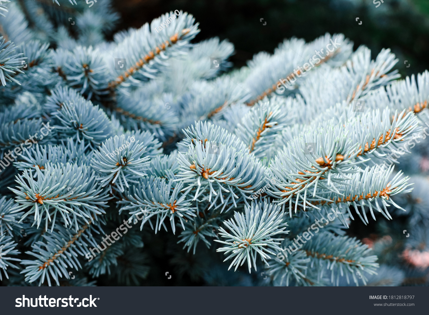 Blue spruce background. Coniferous tree. Nature, Christmas, New Year, seasonal concept. Selective focus. #1812818797