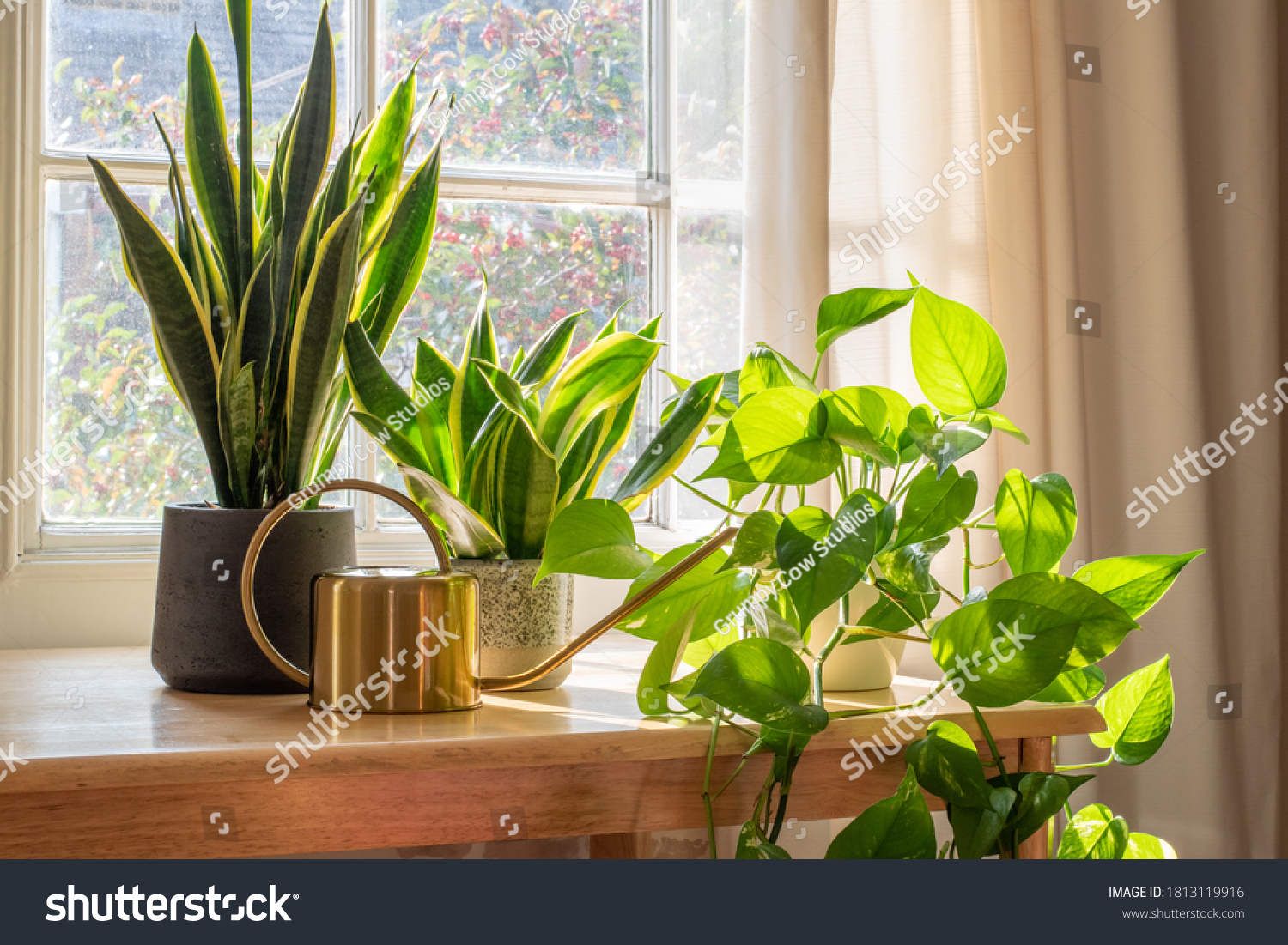 A sansevieria trifasciata snake plant in the window of a modern home or apartment interior. #1813119916