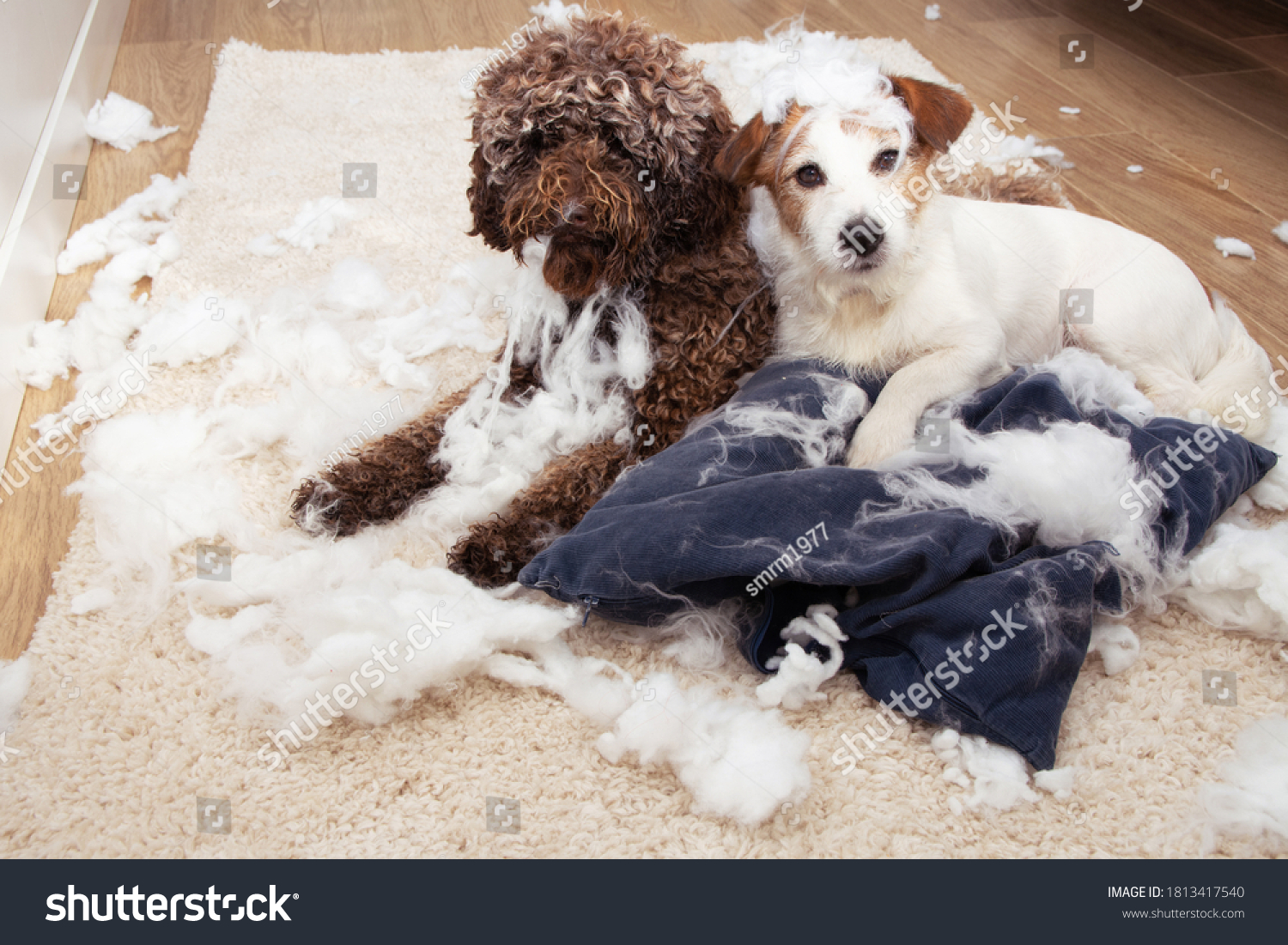 Dog mischief. Two dogs with innocent expression after destroy a pillow. separation anxiety and obedience training concept. #1813417540