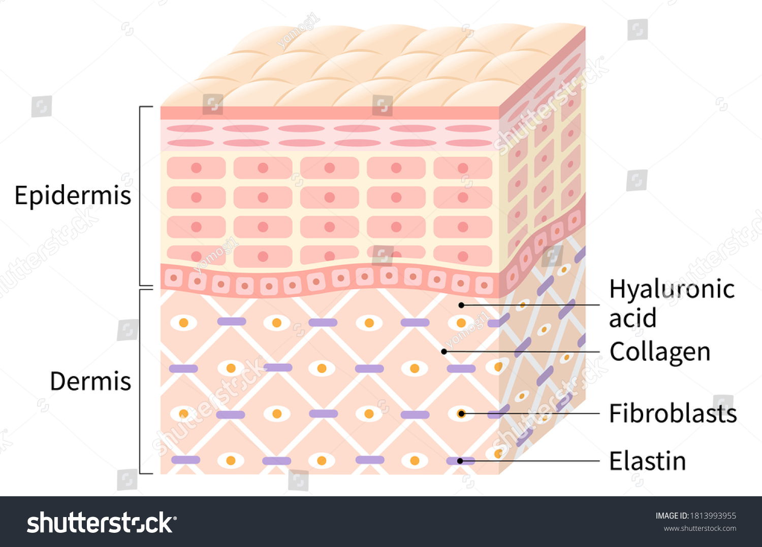 diagram of healthy skin cell and layer. Beauty - Royalty Free Stock ...