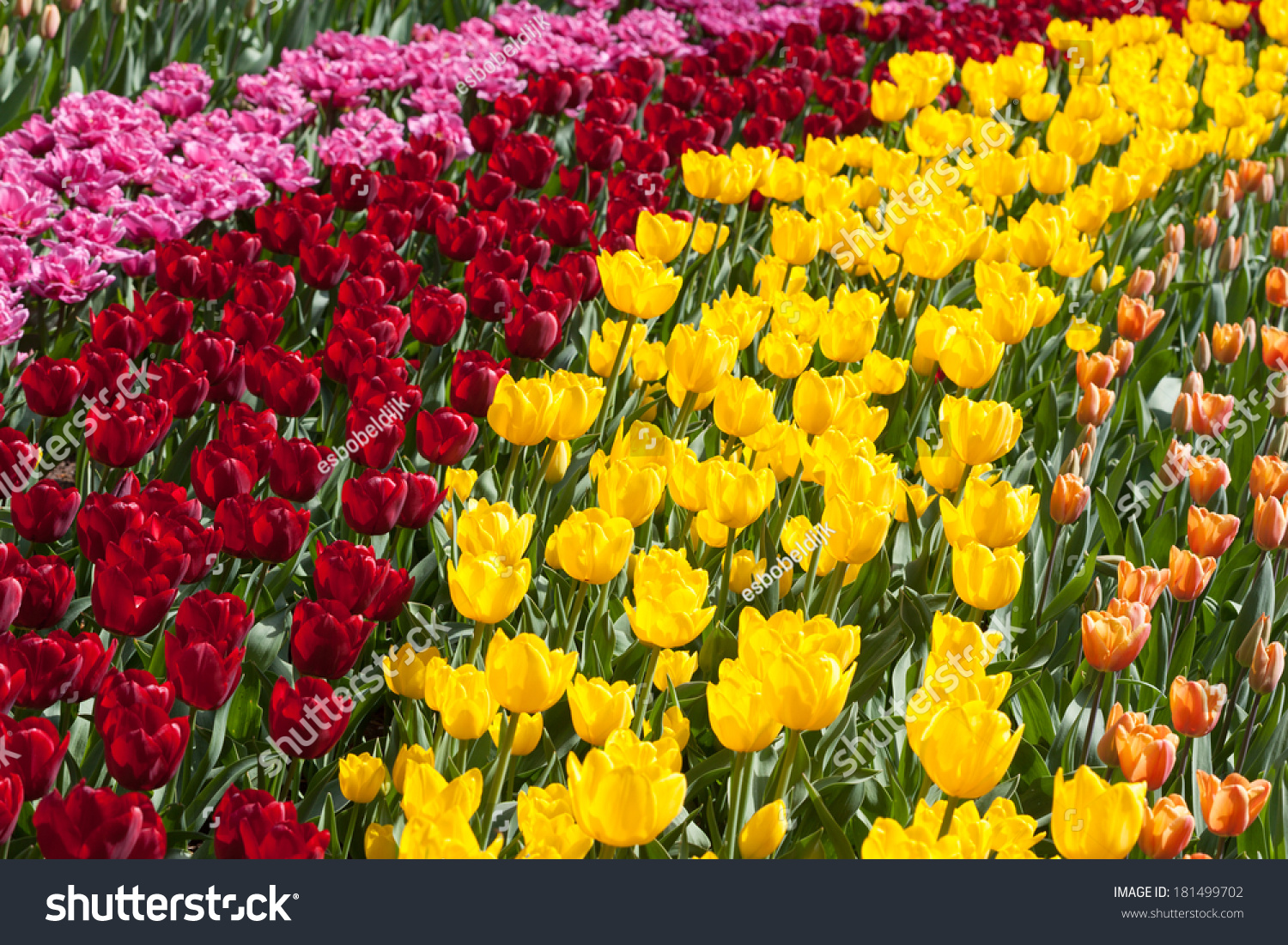 Row of multiple colored flowers in a bright sunny day in The Netherlands #181499702