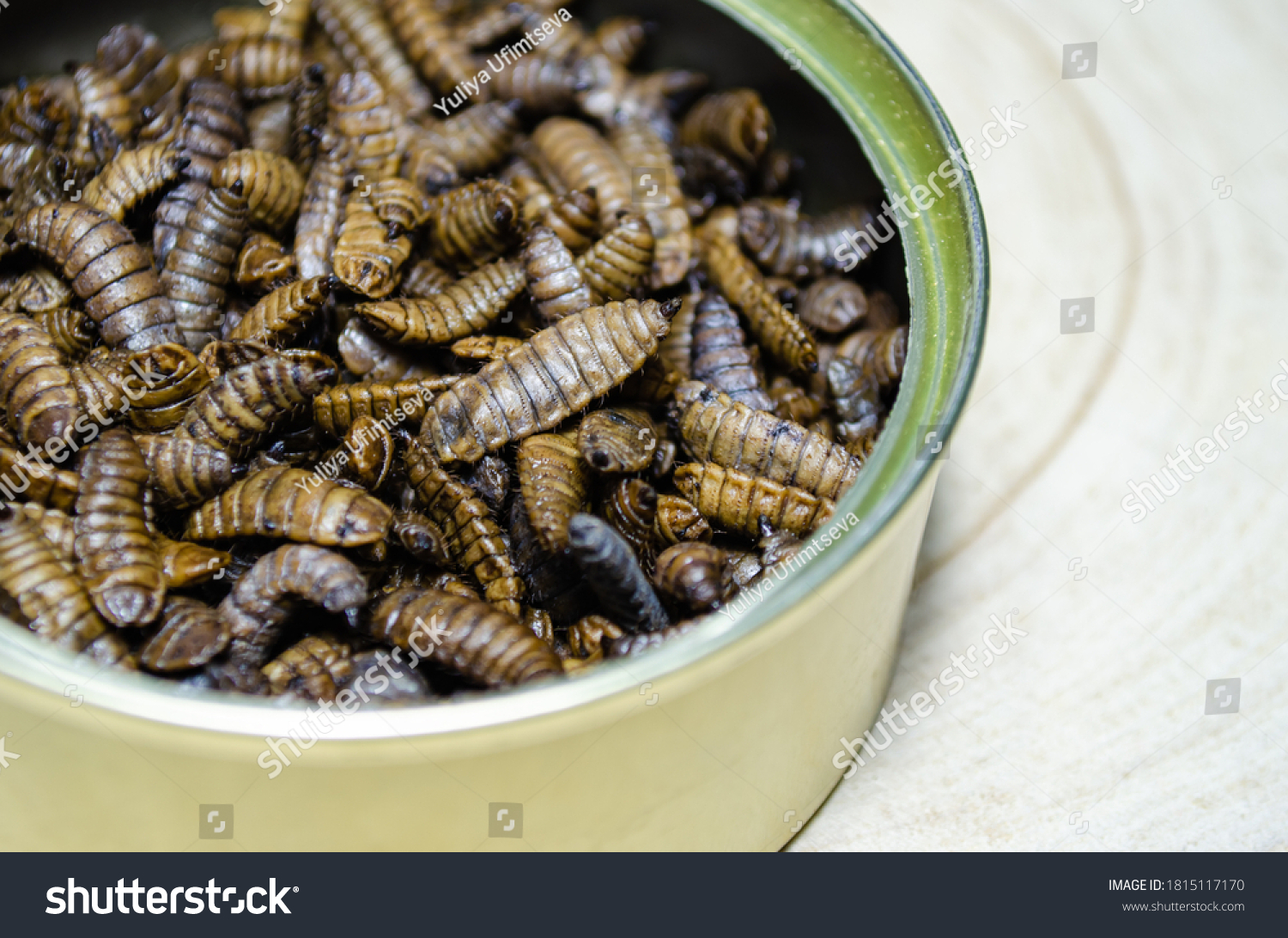 Food for reptiles and animals. Preserved larvae of Hermetia illucens, black soldier fly. #1815117170