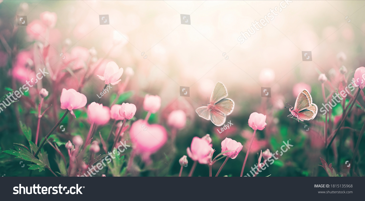 Wild pink flowers bathed in sunlight in field and two fluttering butterfly on nature outdoors, soft selective focus, close-up macro. Magic artistic image. #1815135968