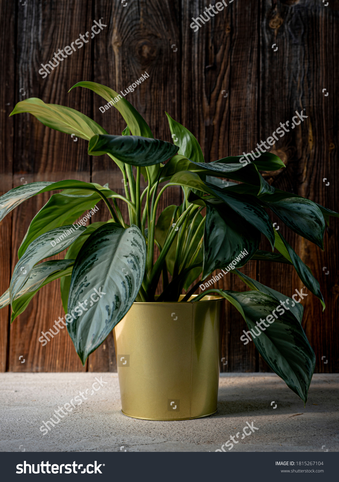 Chinese evergreen plant (aglaonema) in golden flower pot on dark rustic wooden background. Green tropical houseplant, home decoration #1815267104