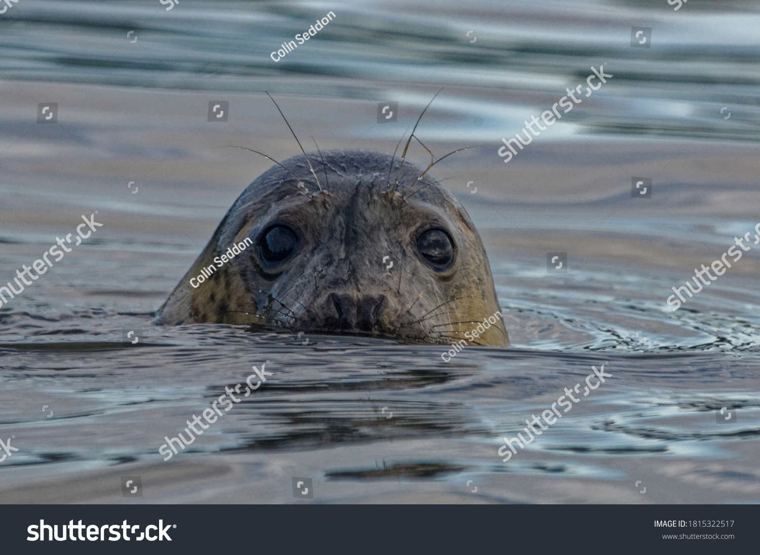 Grey Seal (Halichoerus grypus) Immature swimming in sea with head above water,portrait. #1815322517