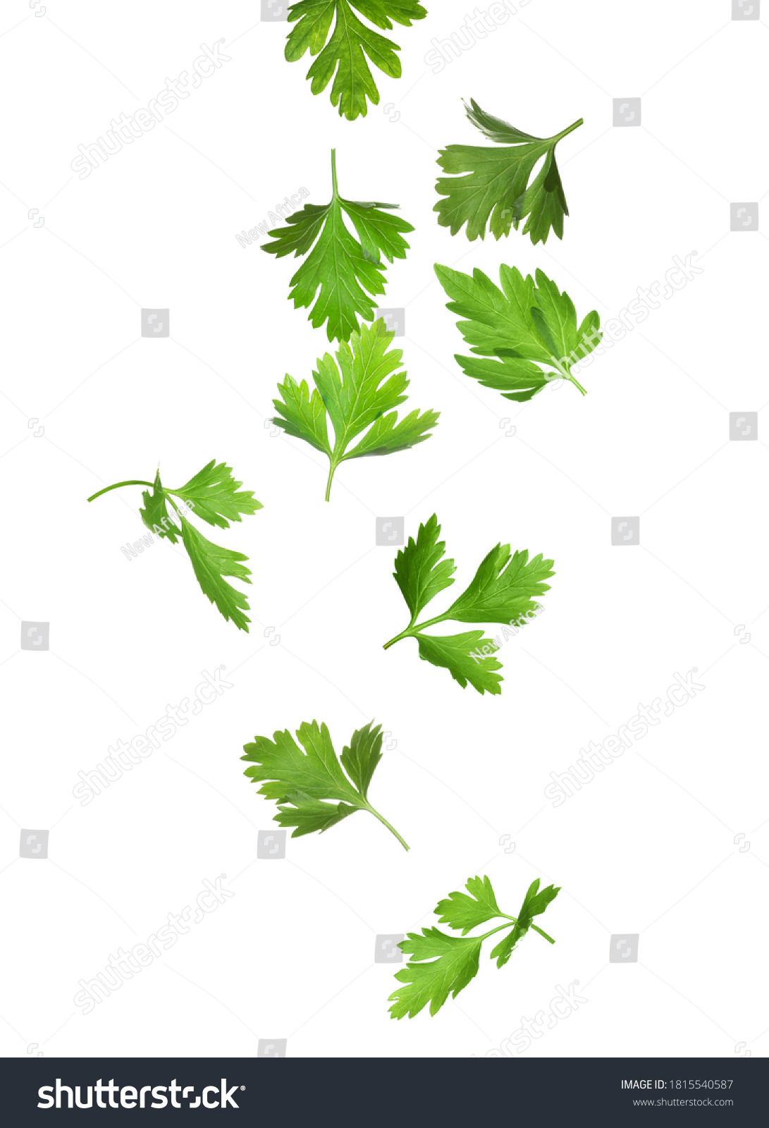 Green parsley leaves falling on white background #1815540587