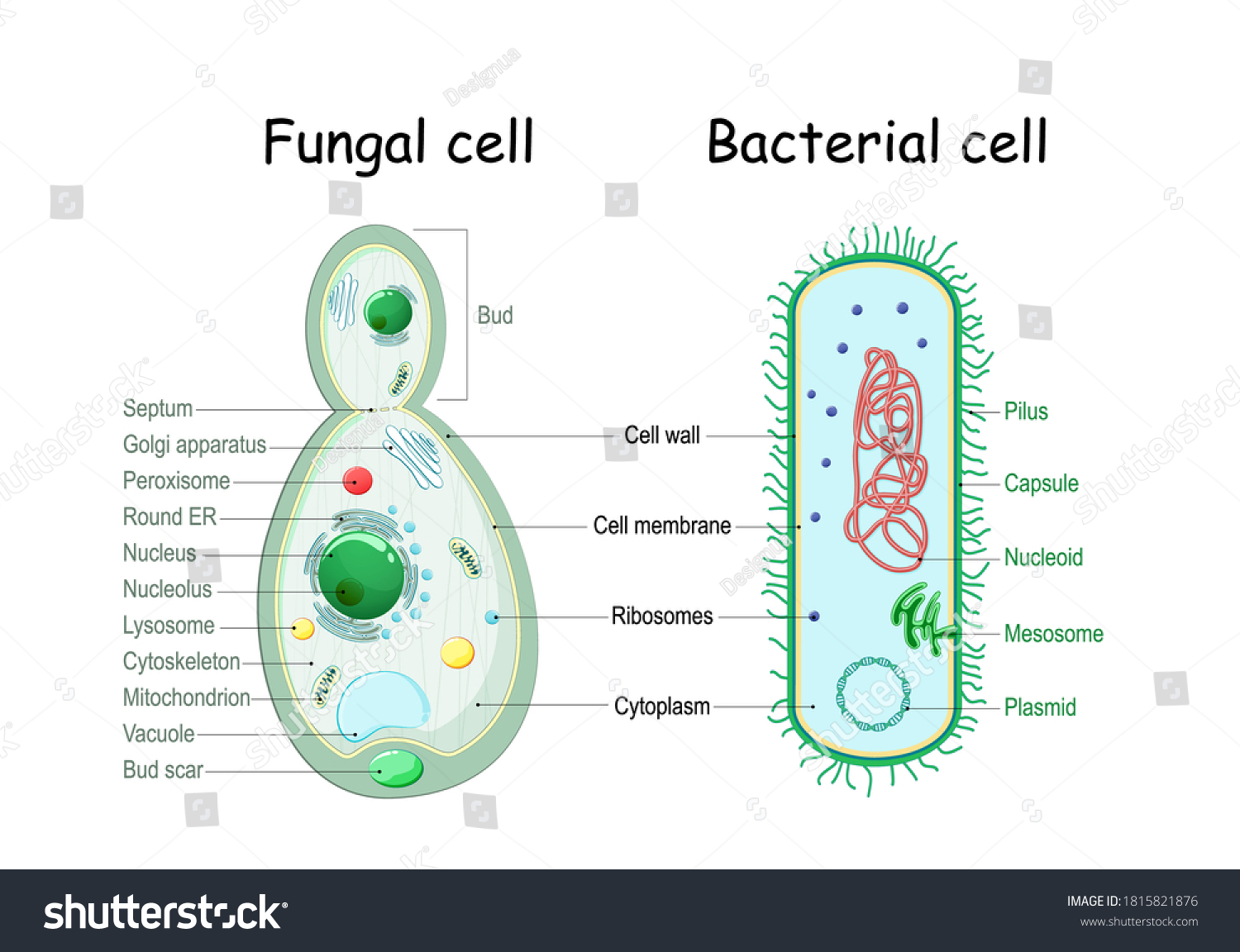 Bacteria And Fungal Yeast Comparison Of Cell Royalty Free Stock Vector 1815821876 2051