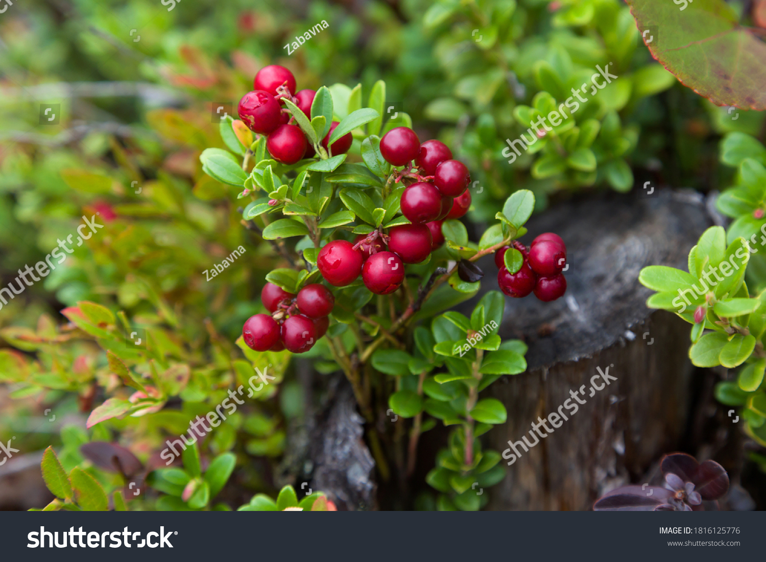 Red ripe lingonberry or cowberry on natural forest background #1816125776