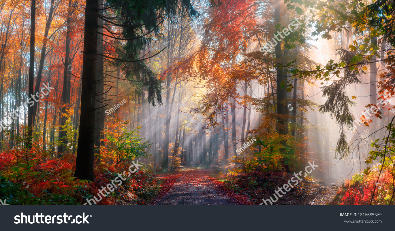 Magical autumn scenery in a dreamy forest, with rays of sunlight beautifully illuminating the wafts of mist and painting stunning colors into the trees #1816685369