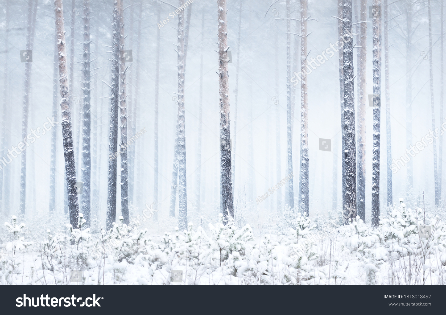 Snow-covered pine tree forest in a blizzard. Mighty evergreen trees close-up. Atmospheric landscape. Idyllic rural scene. Winter wonderland. Panoramic view. Pure nature, climate change, seasons #1818018452