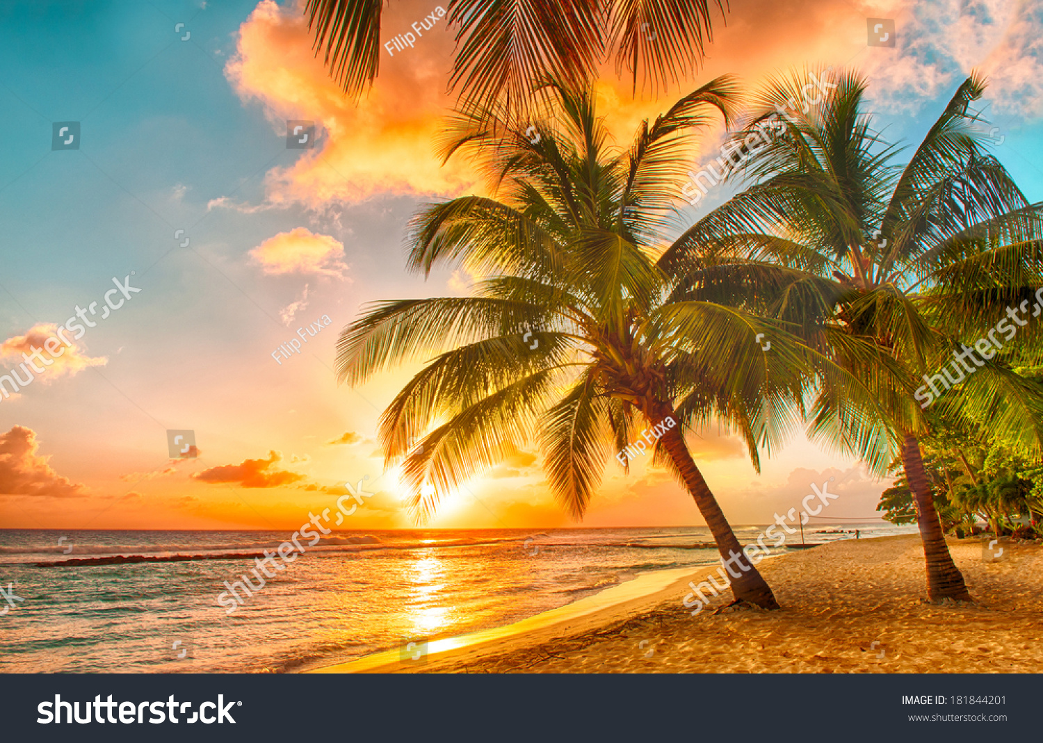 Beautiful sunset over the sea with a view at palms on the white beach on a Caribbean island of Barbados #181844201