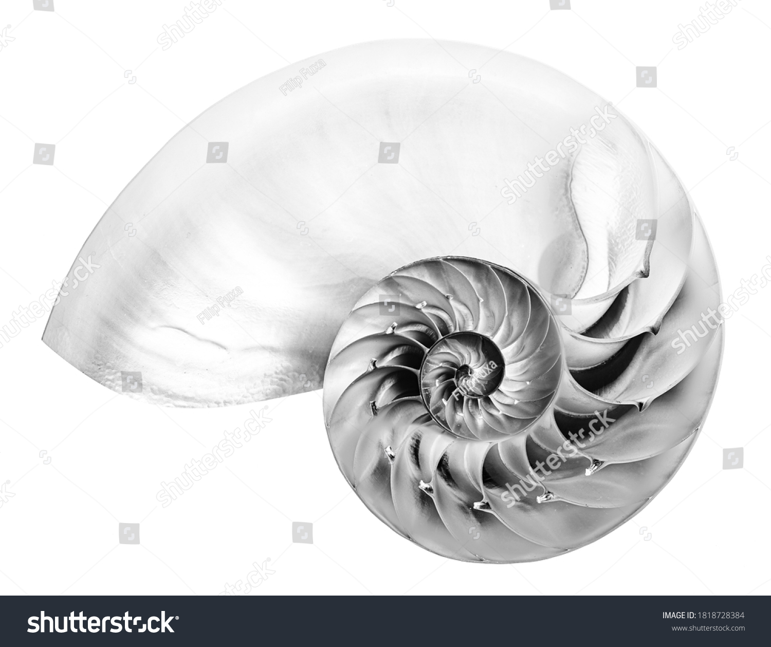 Detailed black and white photo of a halved shell of a chambered nautilus (Nautilus pompilius) shows beautiful spiral pattern. Isolated on white #1818728384