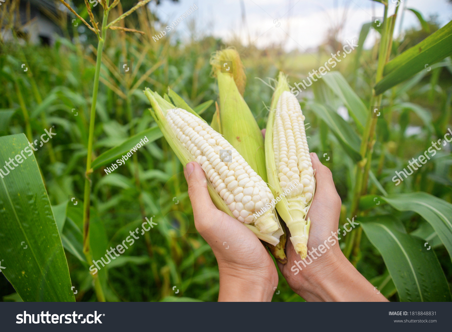  Photo of hold and harvest fruit, three white waxy corn, maize, cornhusk,ear of corn and corn leaves in human two hands in the middle of green and yellow corn field with blue sky and flare #1818848831