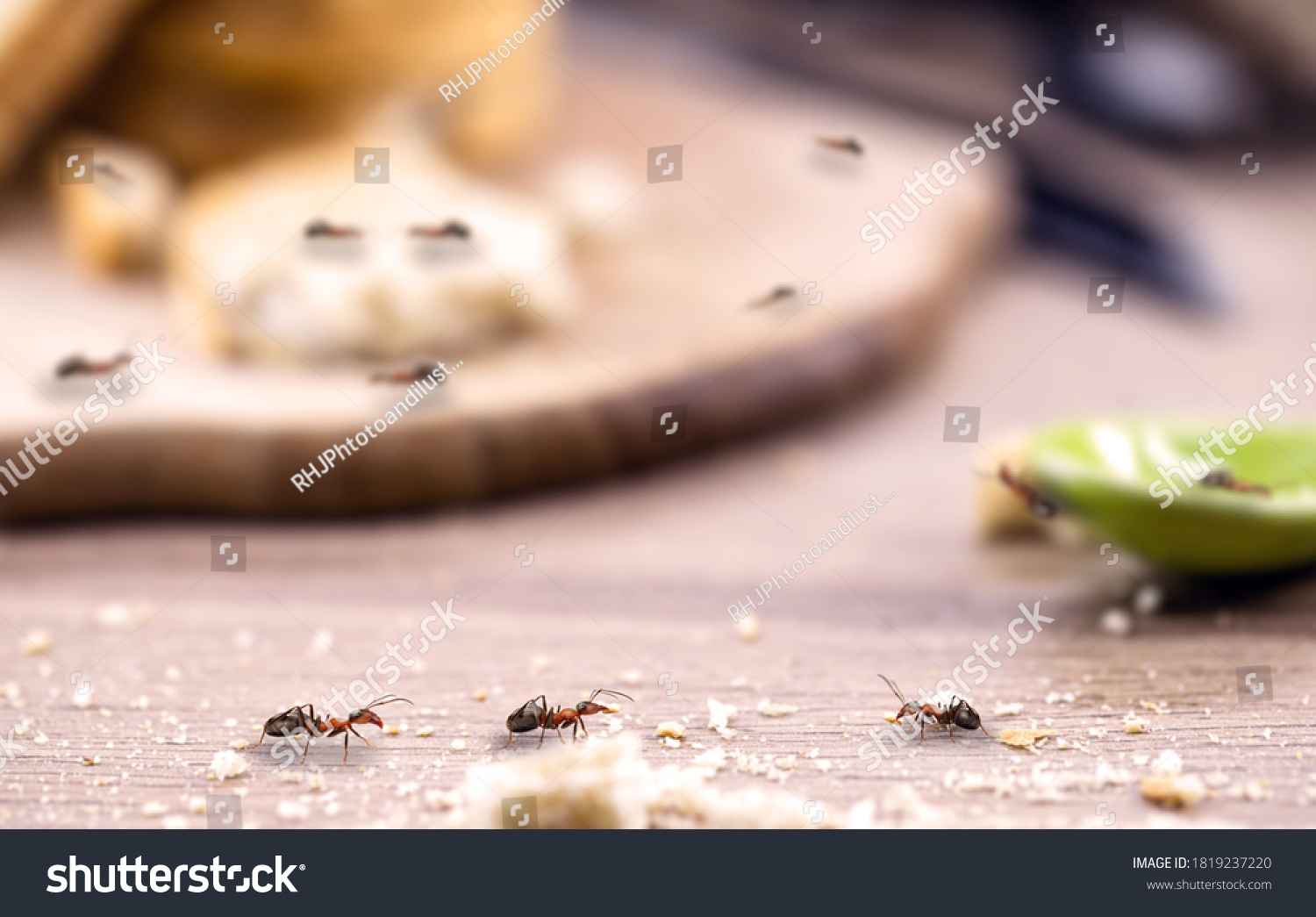little red ant eating and carrying leftover breadcrumbs on the kitchen table. Concept of poor hygiene or homemade pest, point focus #1819237220