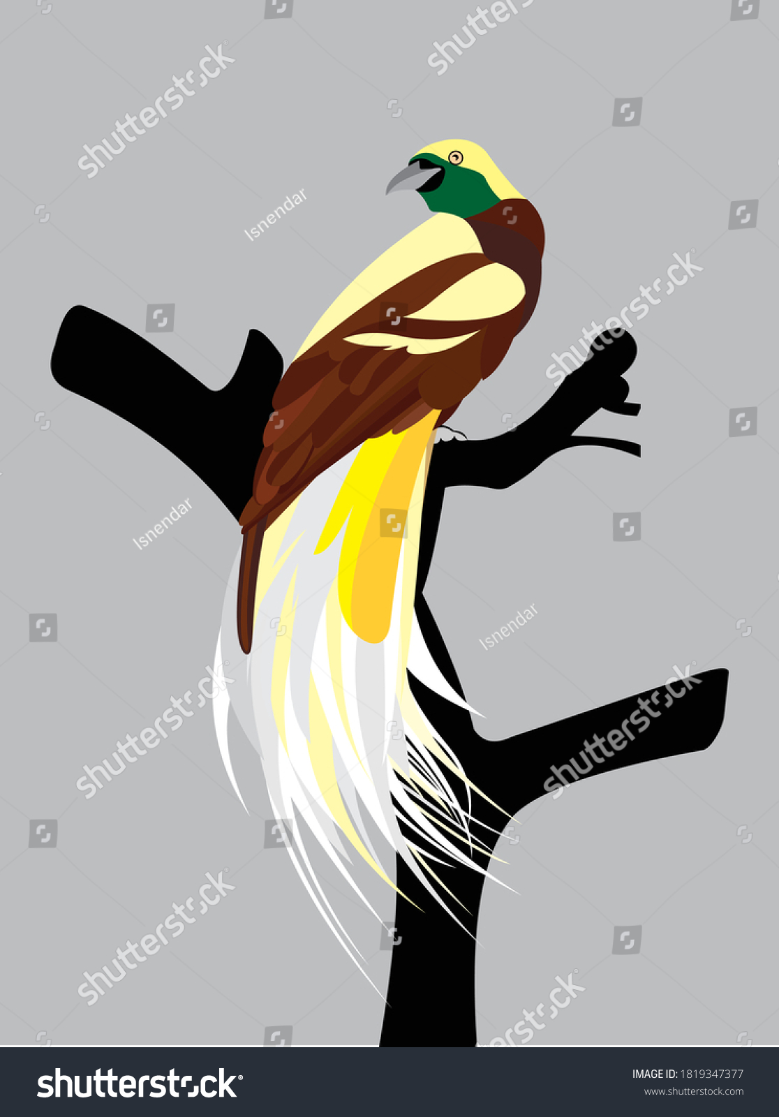 cendrawasih bird vector cartoon animal - Royalty Free Stock Vector ...