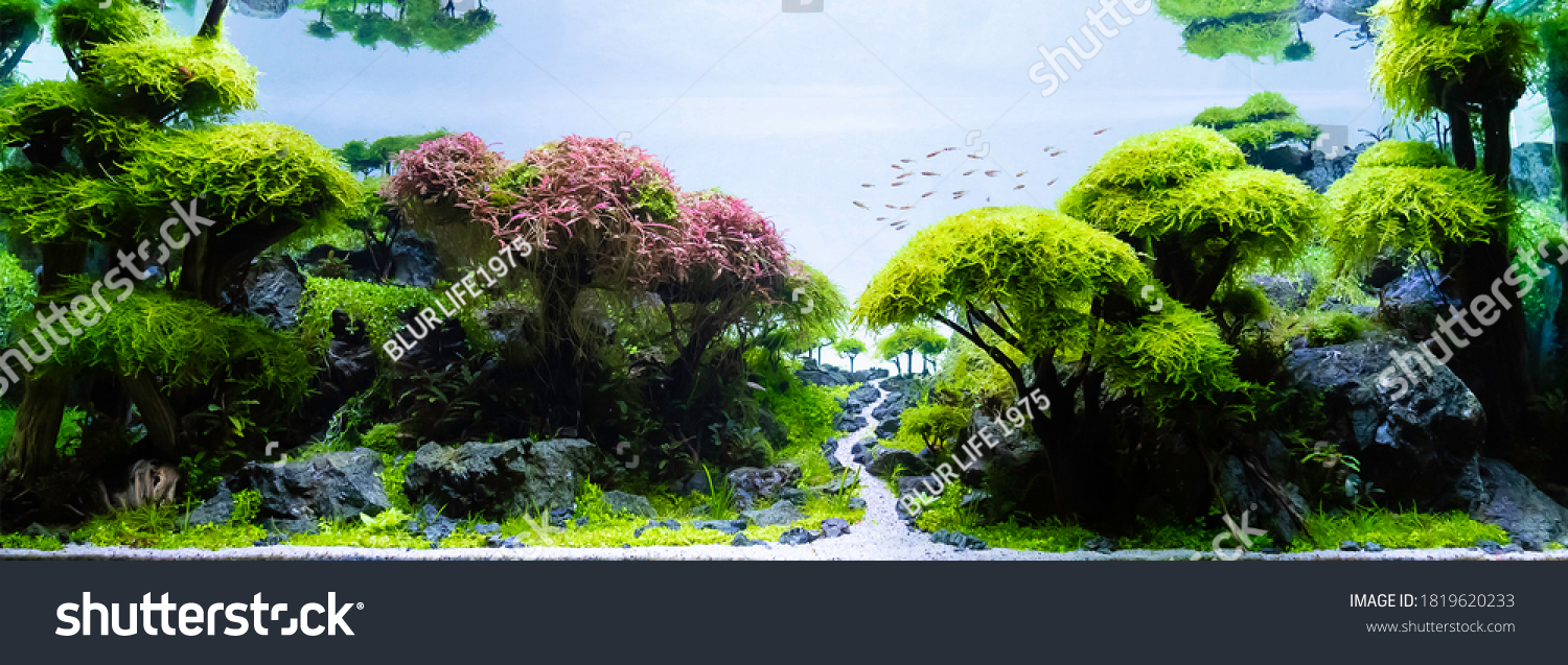Close up image of underwater landscape nature forest style aquarium tank with a variety of aquatic plants inside. #1819620233