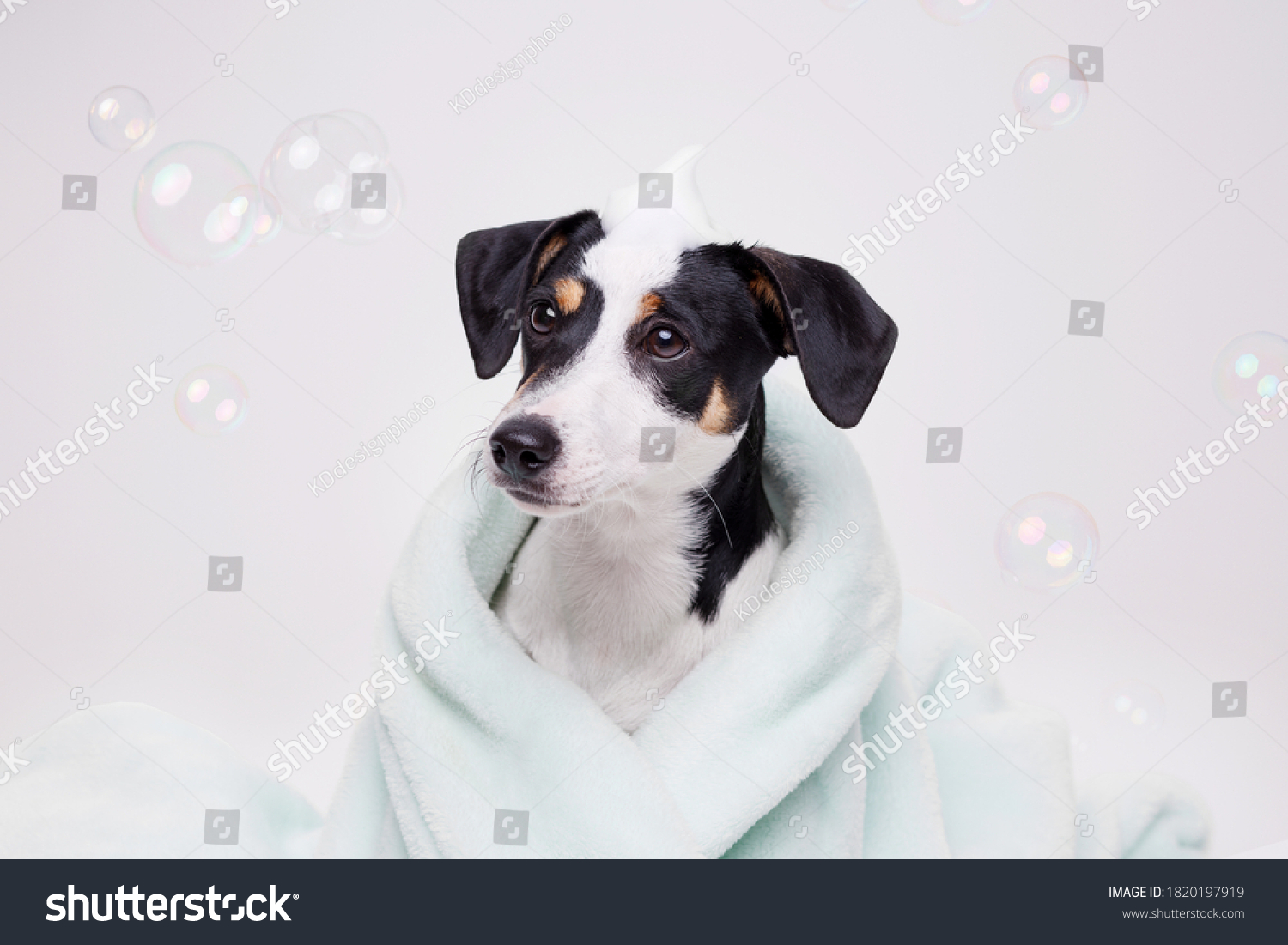 Funny wet puppy of Jack Russell Terrier after bath wrapped in towel with big eyes. Just washed cute dog with soap foam on his head on gray background. #1820197919