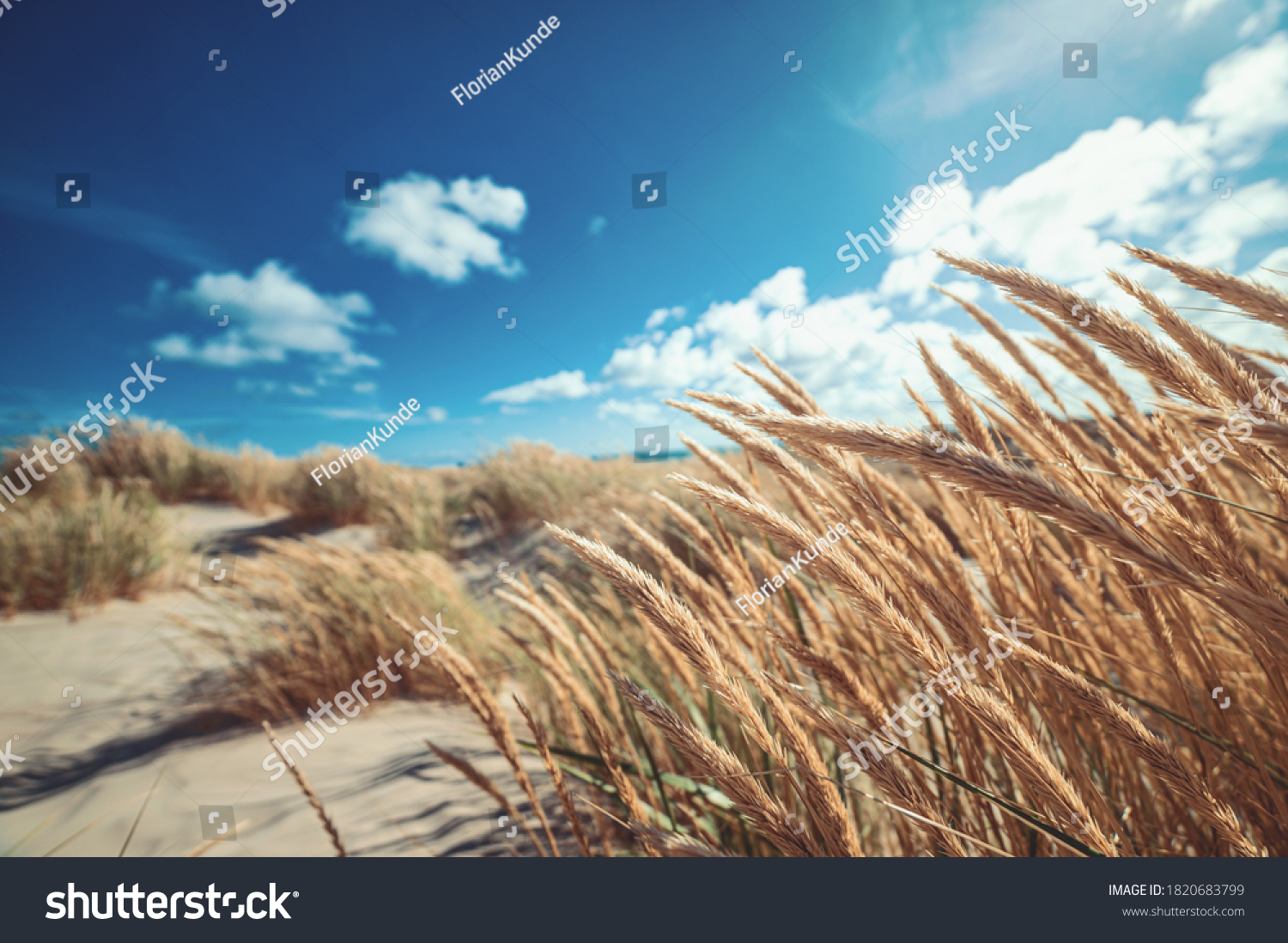 Dune grass at the beach of Skagen northern Denmark #1820683799