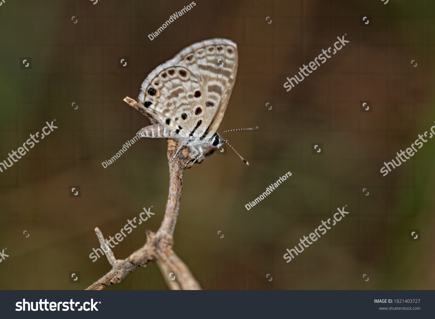 Azanus jesous, the African babul blue or topaz-spotted blue, is a small butterfly found in Africa, Egypt, Syria, India, Sri Lanka and Myanmar that belongs to the lycaenids or blues family. #1821403727