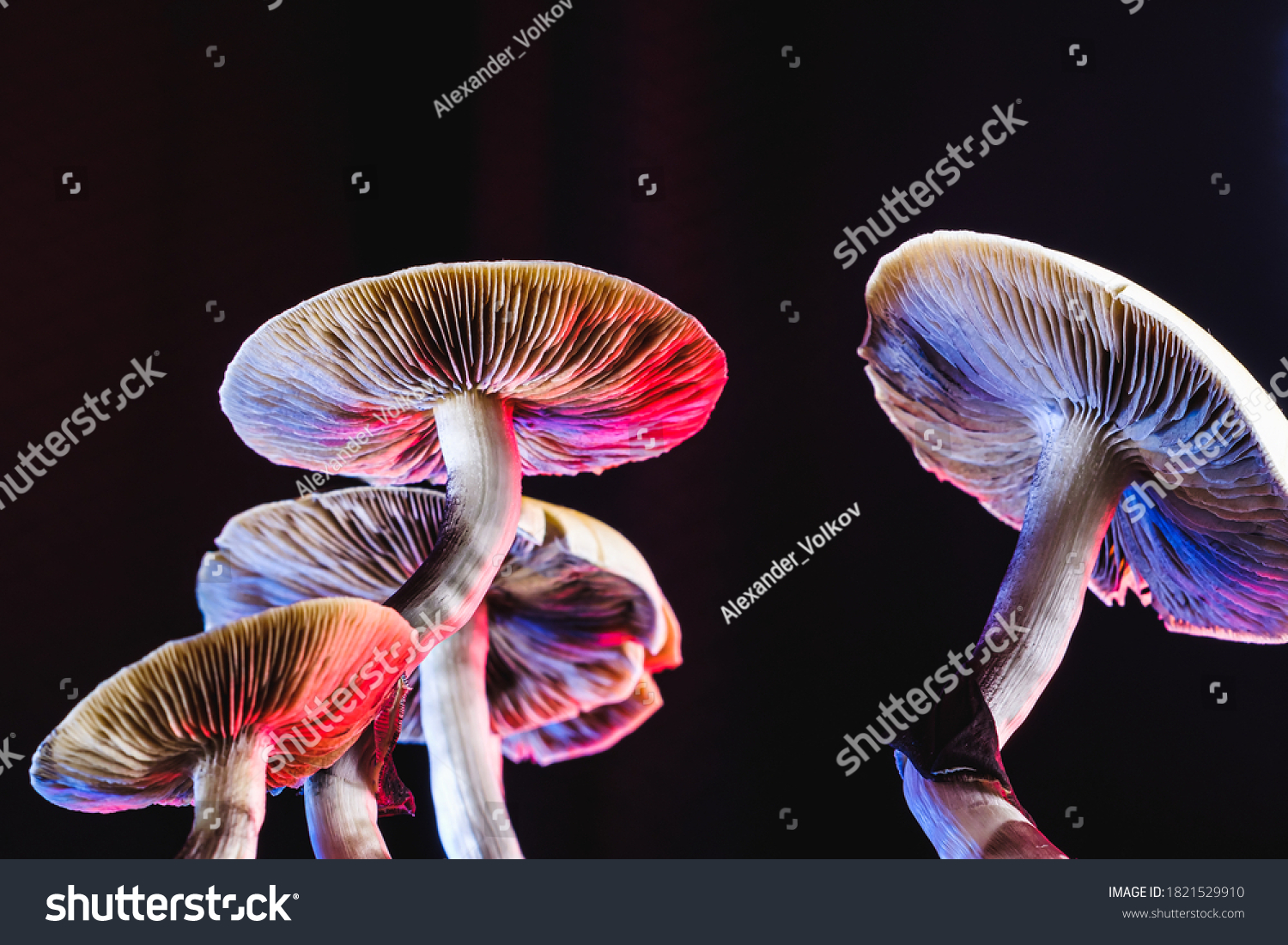 The Mexican magic mushroom is a psilocybe cubensis, whose main active elements are psilocybin and psilocin - Mexican Psilocybe Cubensis. An adult mushroom raining spores #1821529910