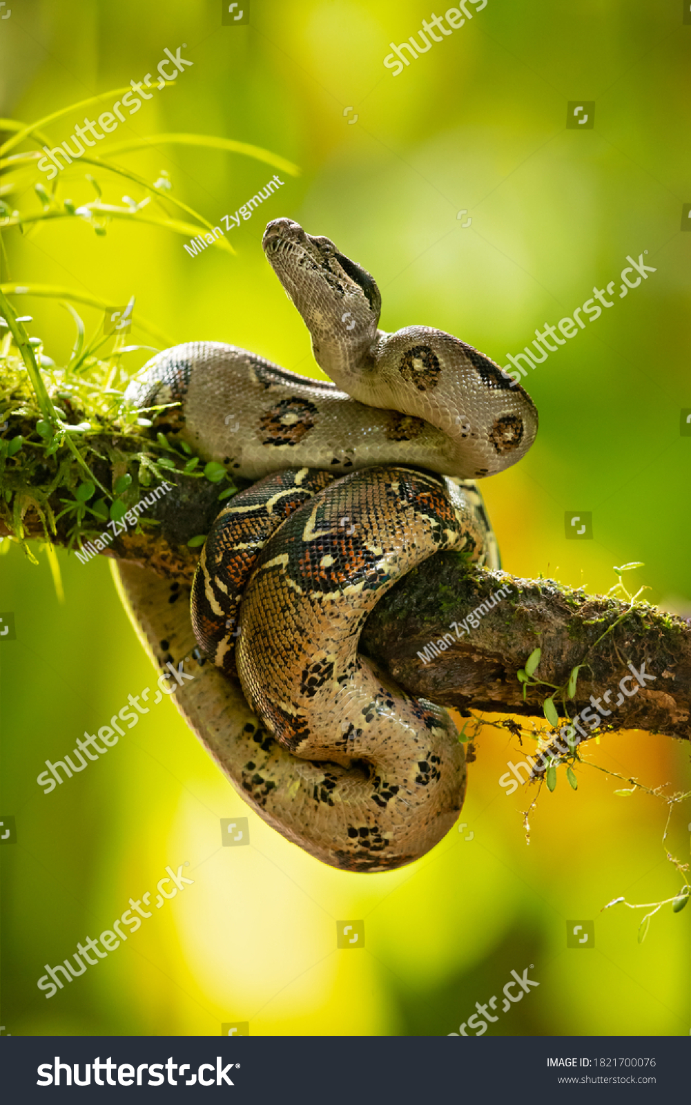 The boa constrictor (Boa constrictor), also called the red-tailed boa or the common boa, is a species of large, non-venomous, heavy-bodied snake that is frequently kept and bred in captivity #1821700076