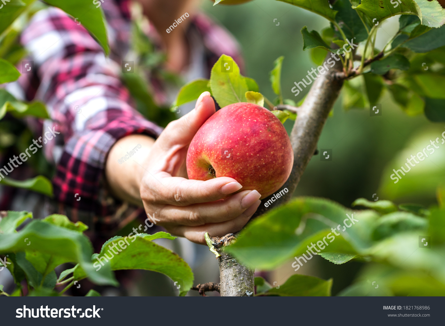 Farmer picking red apple from tree. Woman harvesting fruit from branch at autumn season #1821768986