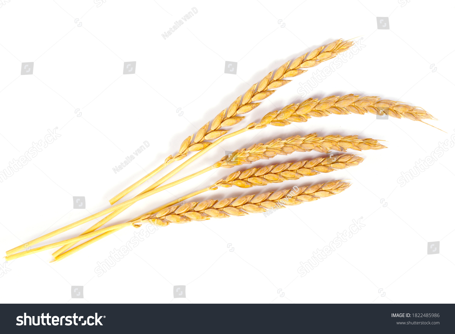 a bright closeup of a bunch of golden ripe dinkel hulled wheat Spelt Spelt (Triticum spelta dicoccum) rye grain relict crop health food ready for harvest isolated on white #1822485986