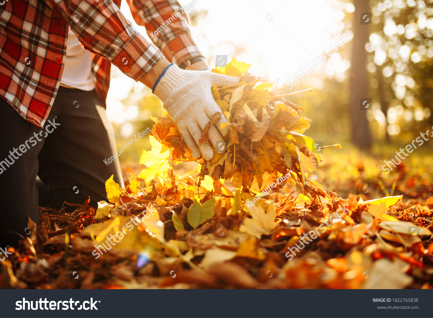 Close up of a male volunteer rakes and grabs a small pile of yellow red fallen leaves in the autumn park. Cleaning the lawn from the old leaves. Gardening and seasonal communal work concept. #1822765838