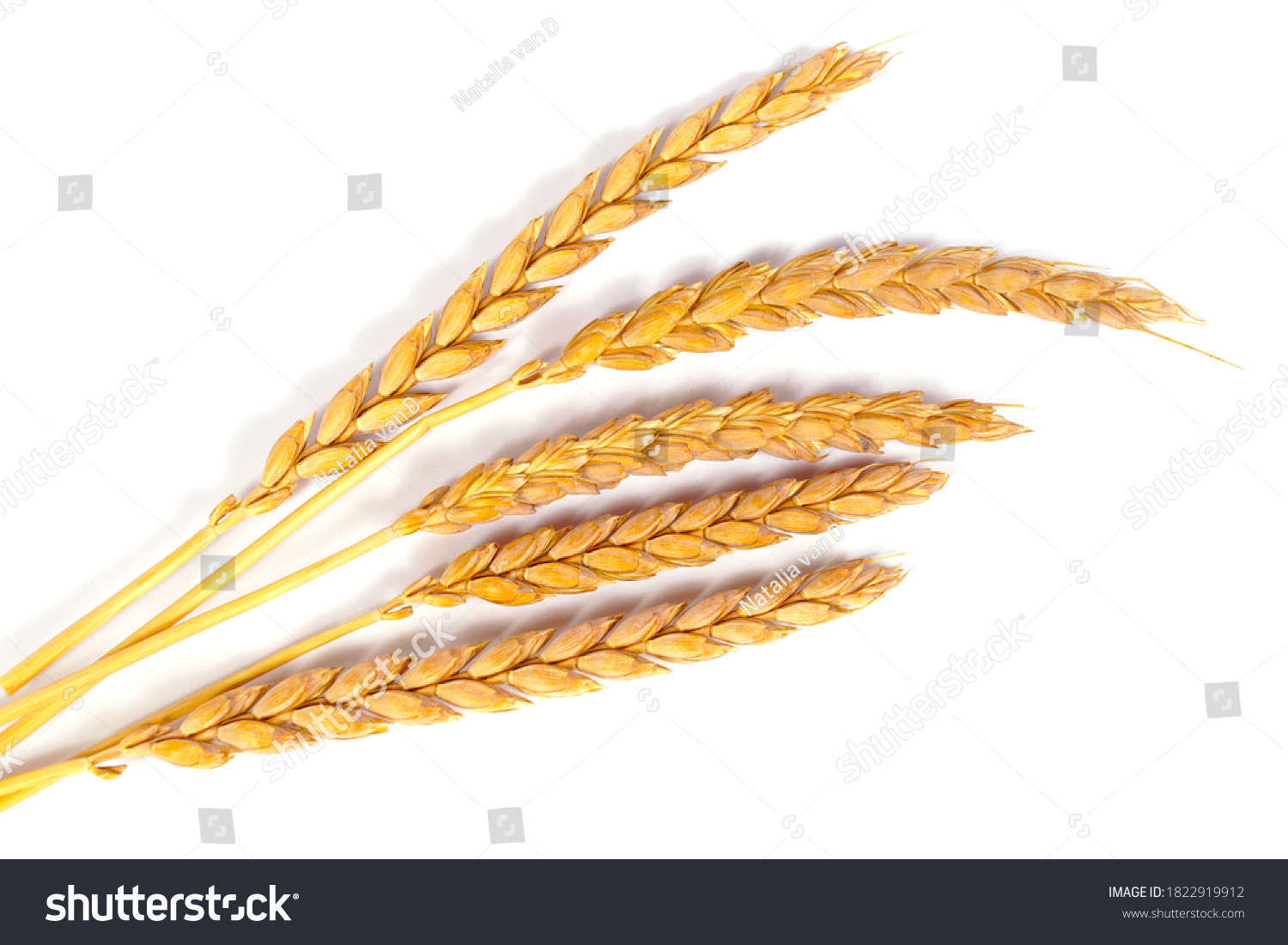a bright closeup of a bunch of golden ripe dinkel hulled wheat Spelt Spelt (Triticum spelta dicoccum) rye grain relict crop health food ready for harvest isolated on white #1822919912