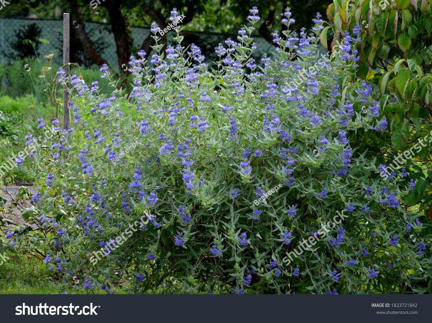 It is a lower woody shrub that offers late summer flowering of deep blue-violet color. The Heavenly Blue variety bears almost silver leaves from below. The flowers are small, as if hairy laths of blue #1823721842