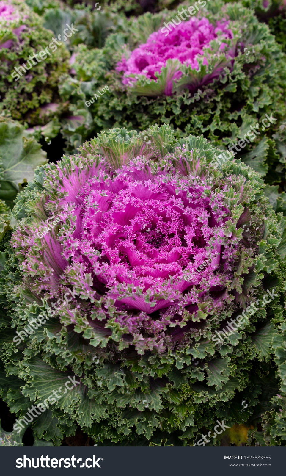 Ornamental cabbage, with a bright purple center and green leaves.
 #1823883365