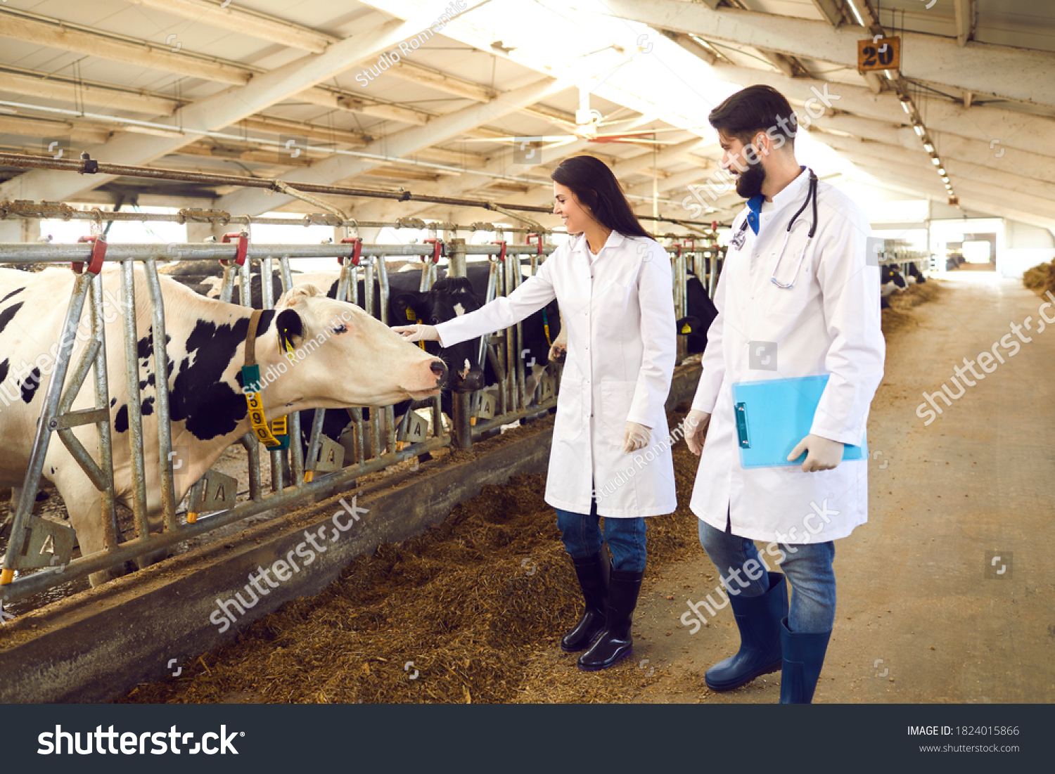 Two young livestock vets in lab coats checking on cows in cowshed on dairy farm, female doctor stroking cow tenderly. Regular veterinary monitoring, medical care and cattle breeding concepts #1824015866