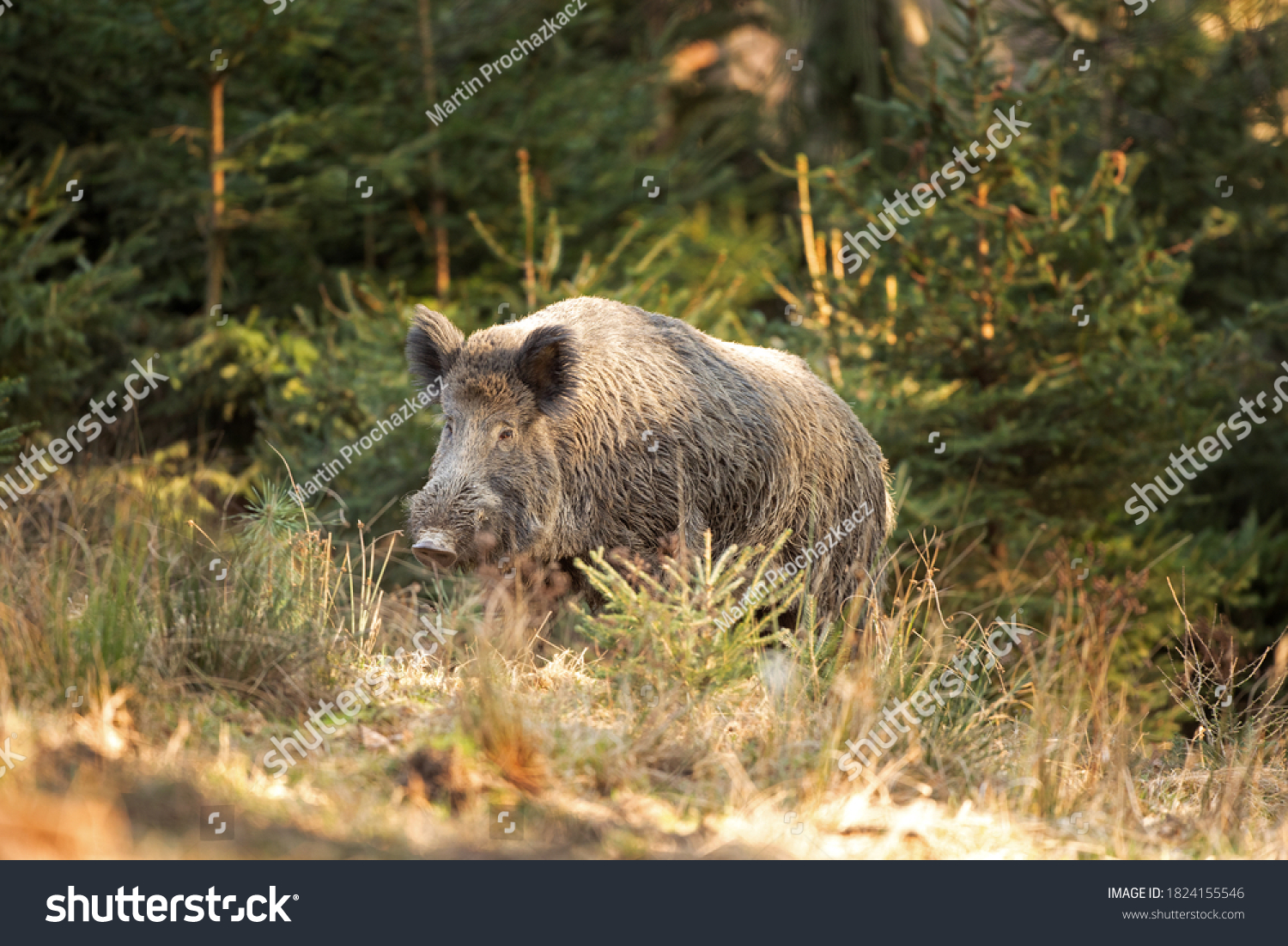 Wild boar walk in the forest. Calm wild boar. European wildlife. Strong wild boar in nature #1824155546