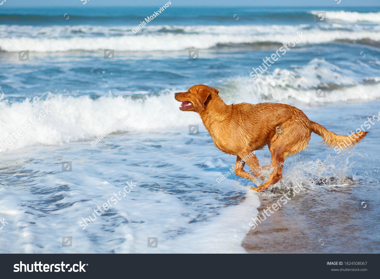 Photo of golden retriever walking on sand beach. Happy dog wet after swimming run with water splashes along sea surf. Actions, training games with family pets and popular dog breeds on summer vacation #1824508067